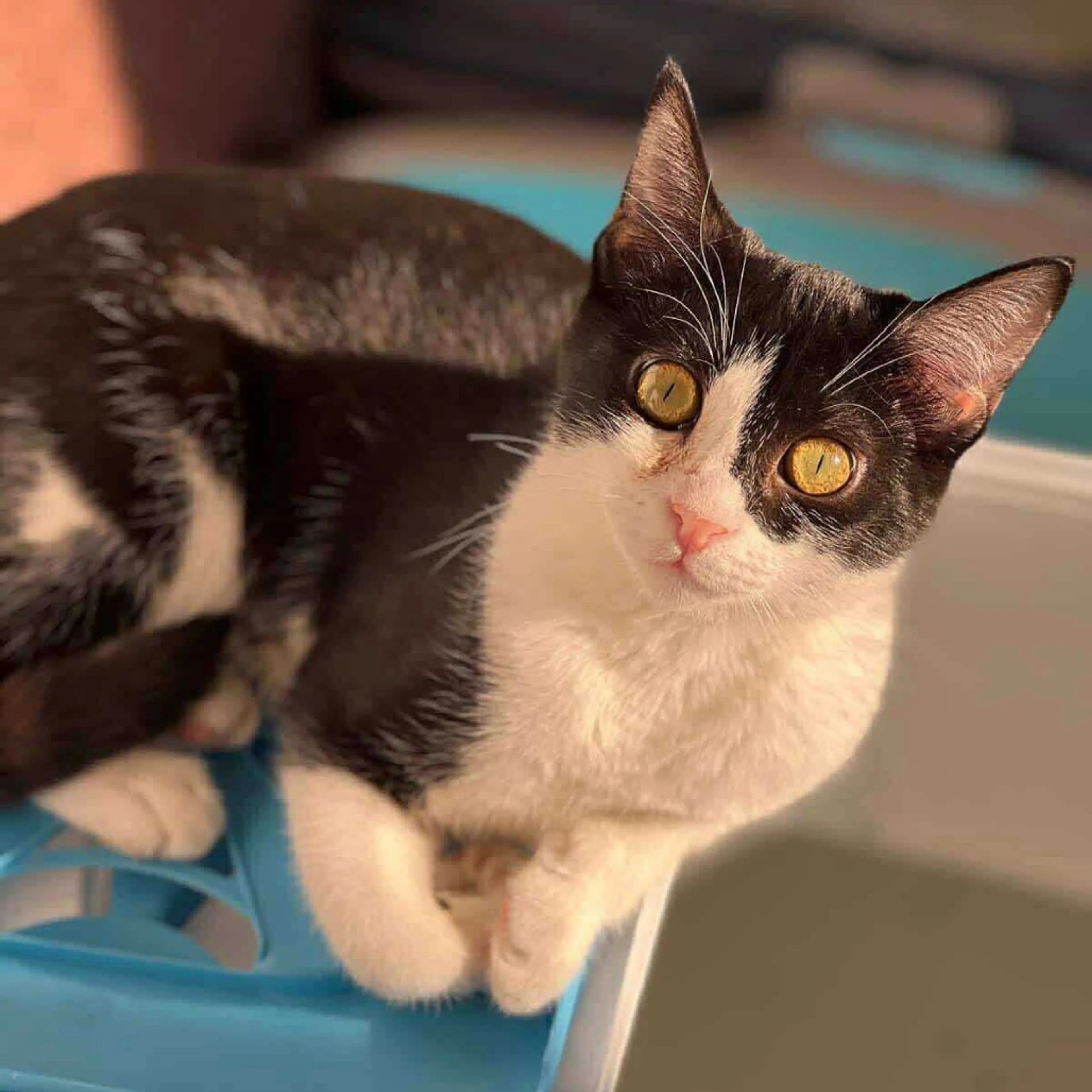 Found pet-1
