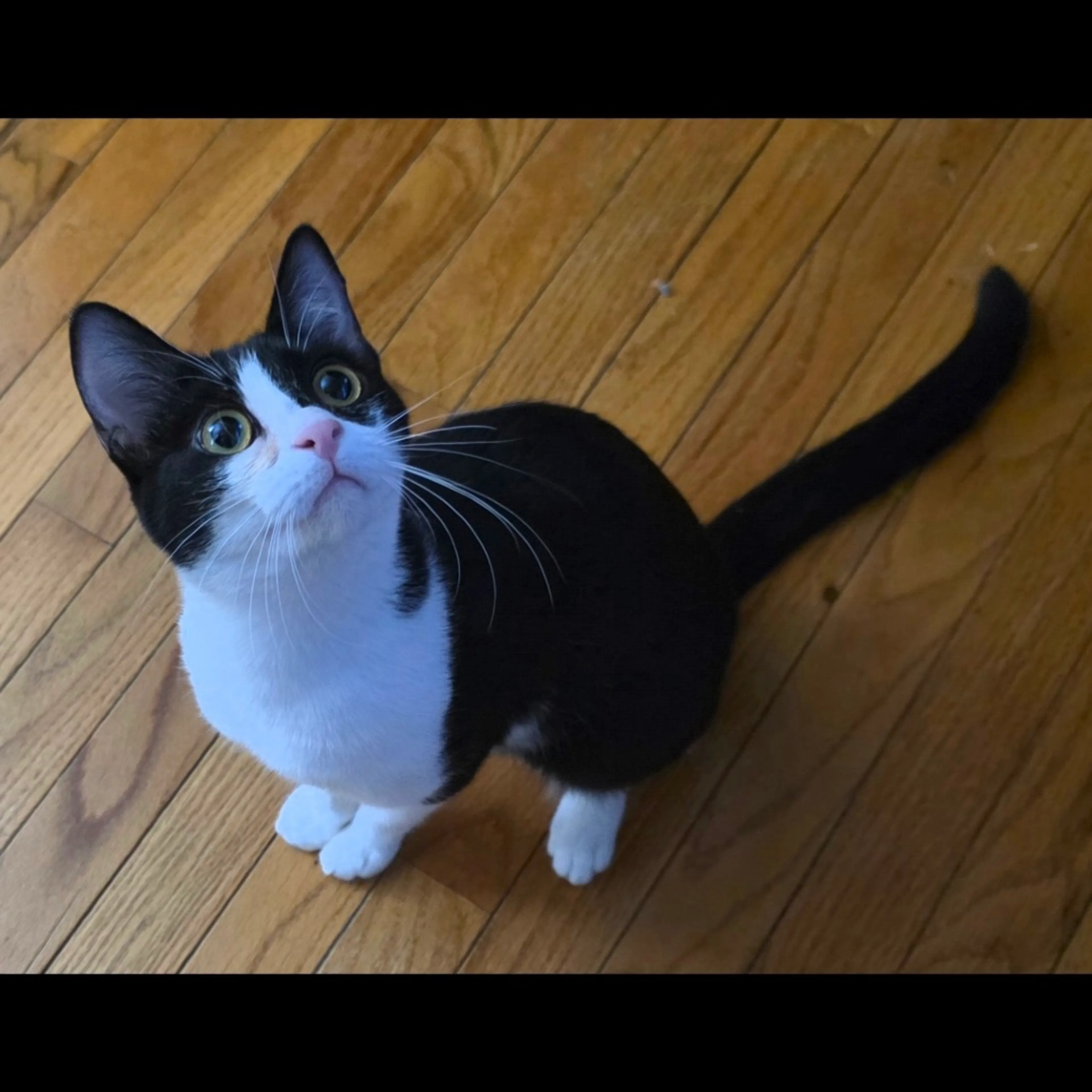 Found pet-3