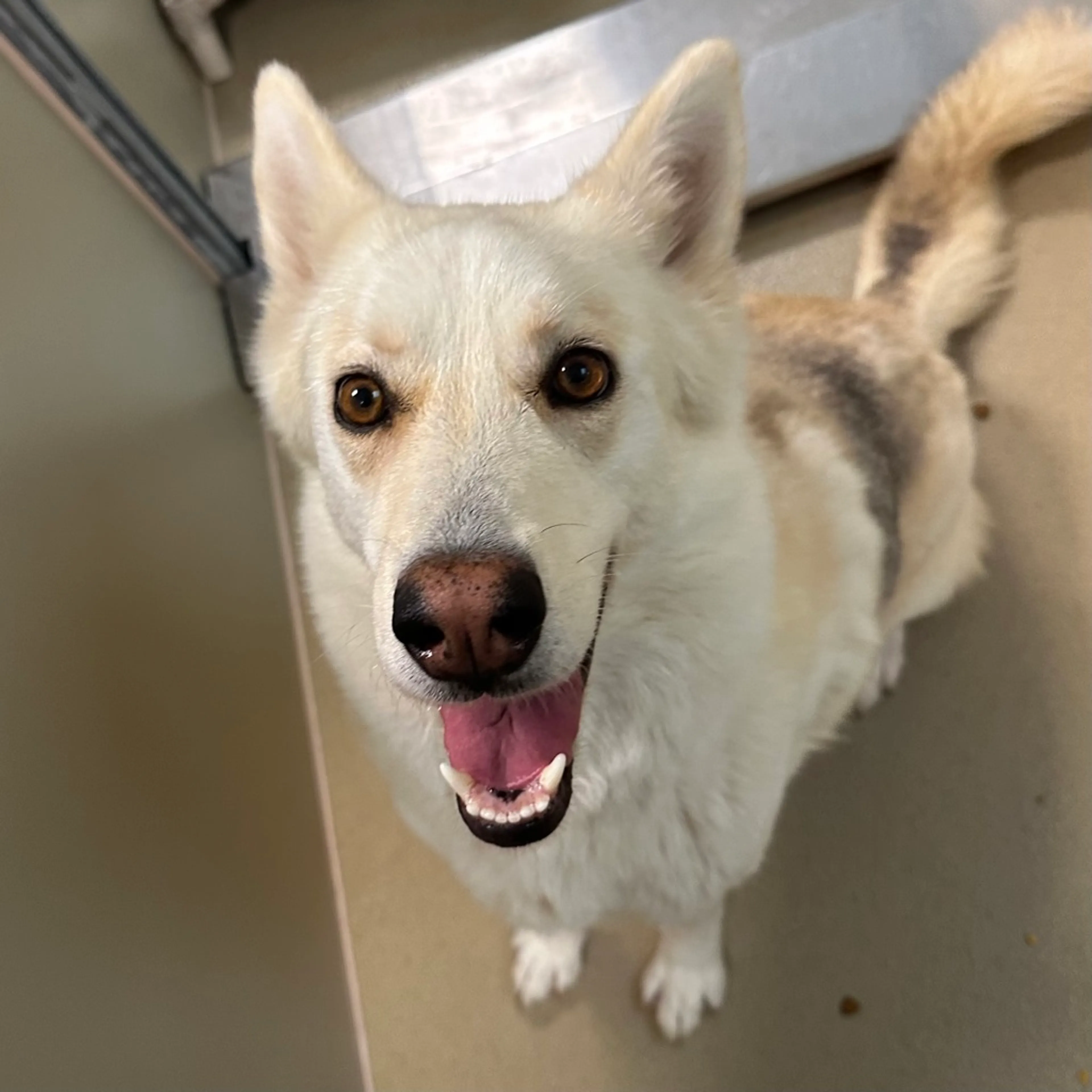 Found pet