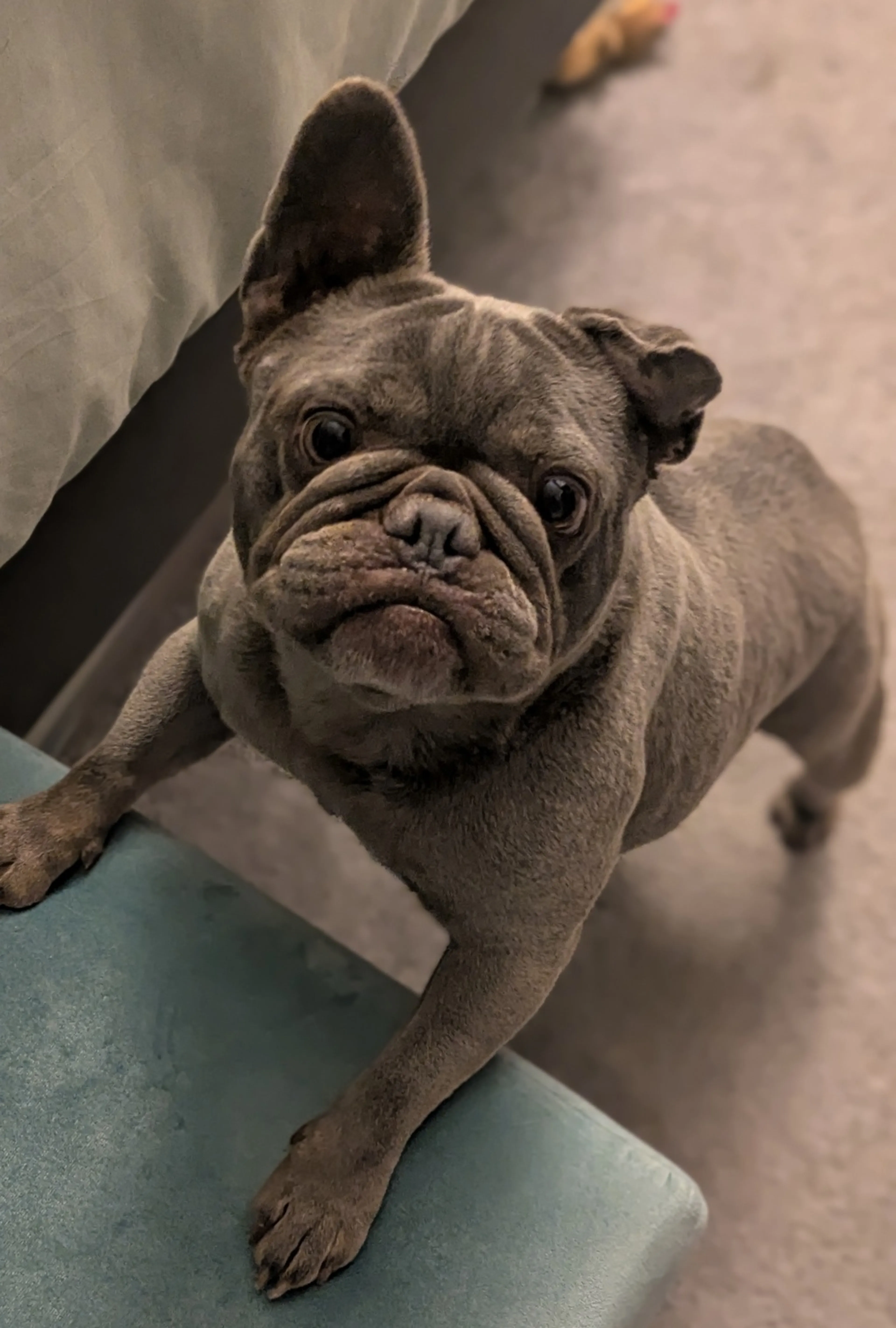 Found pet-3