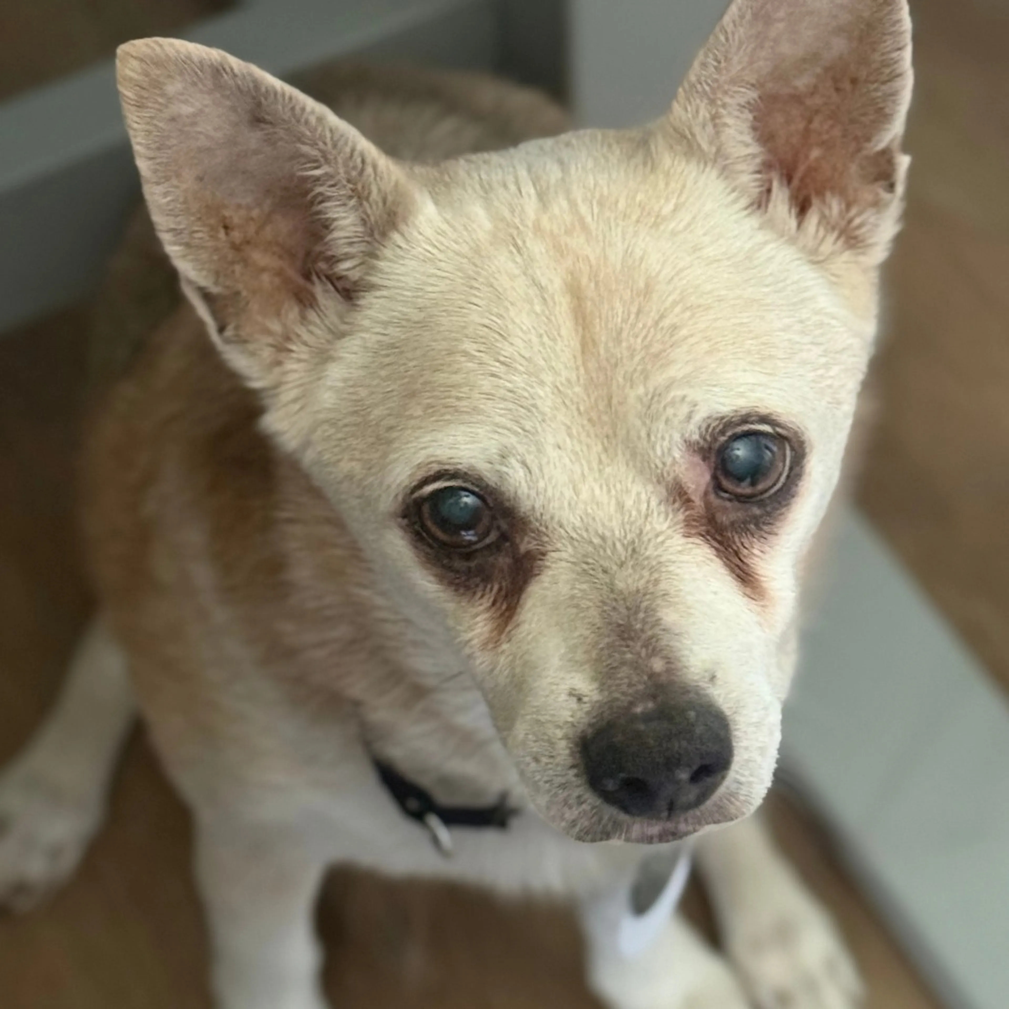 Found pet-11