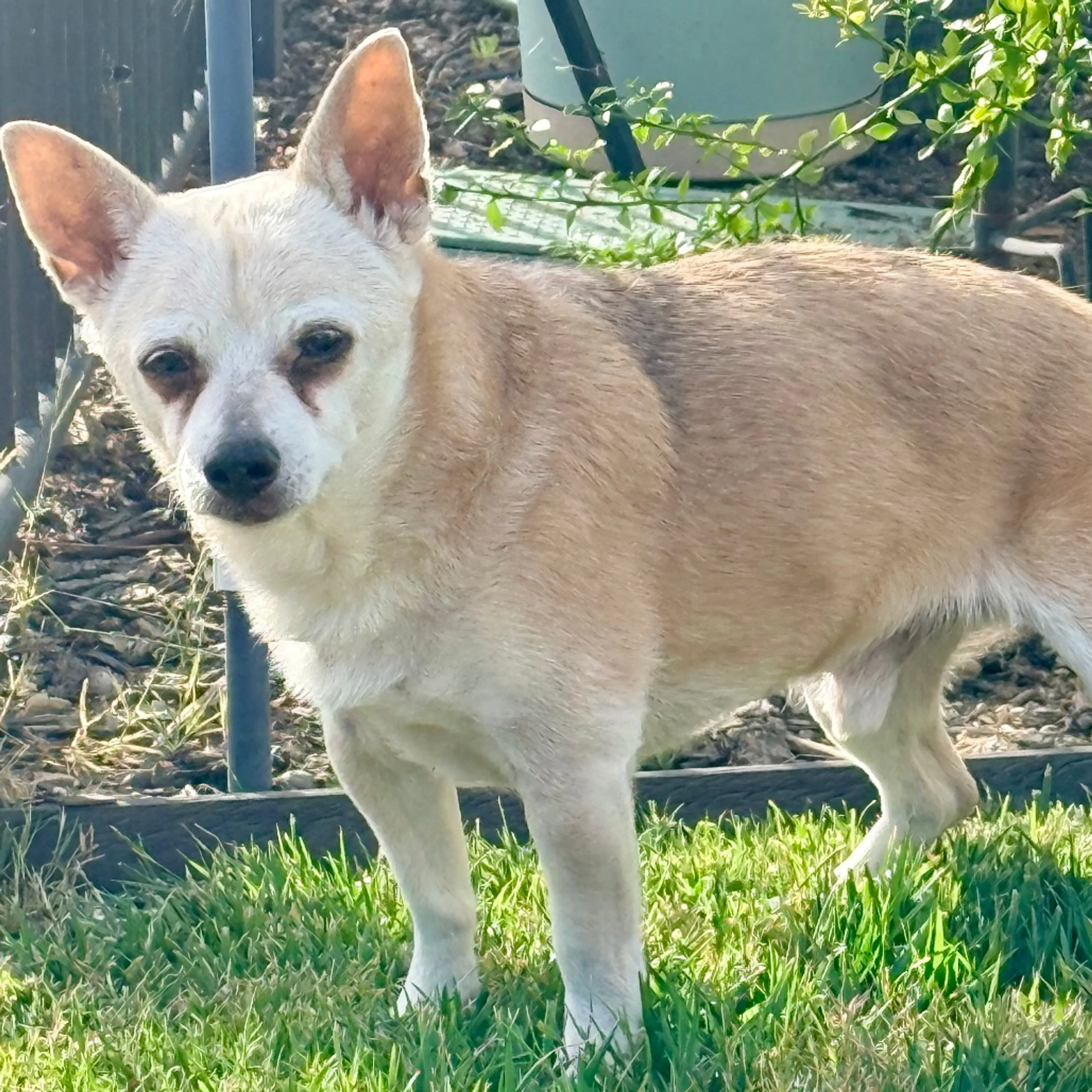 Found pet-8