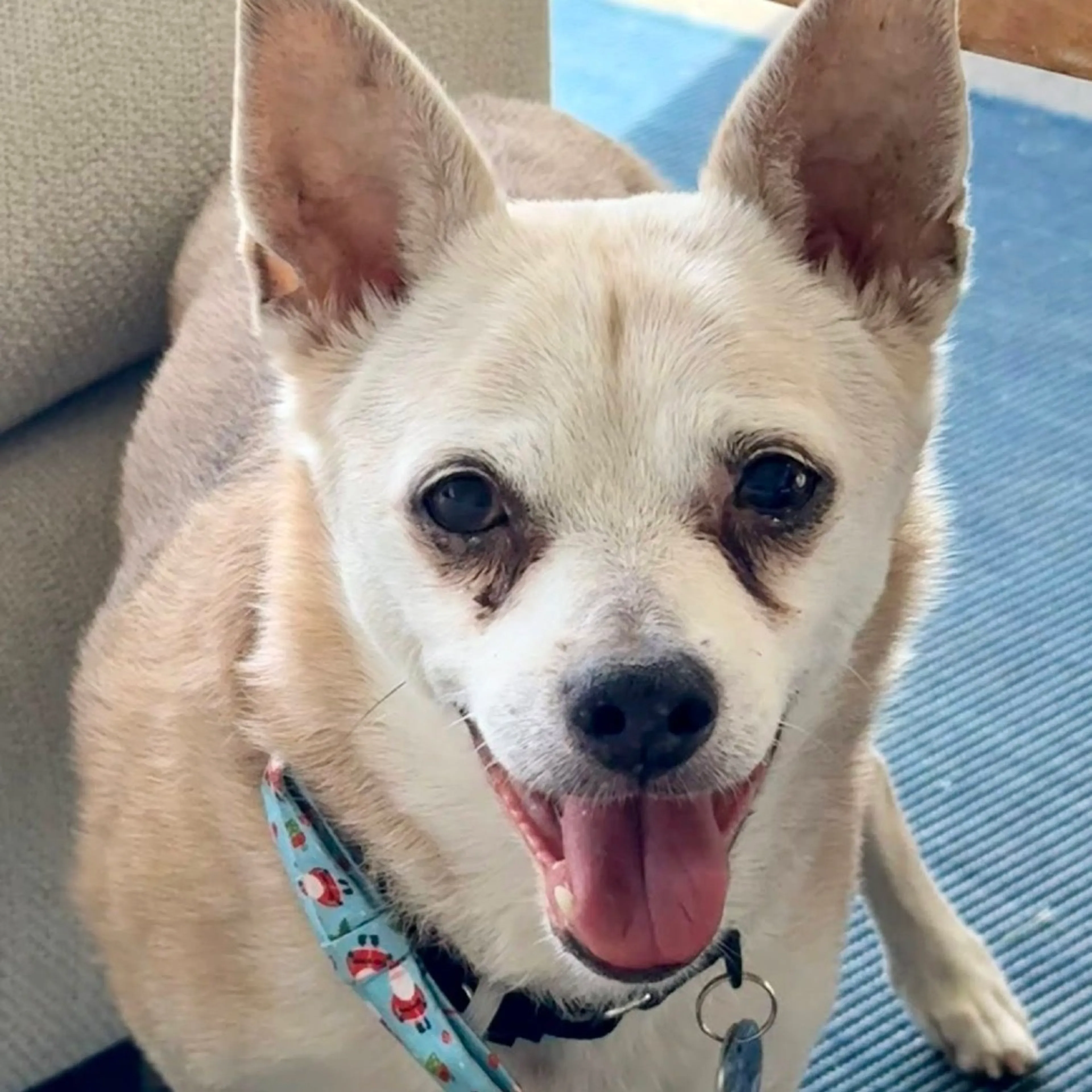 Found pet-3
