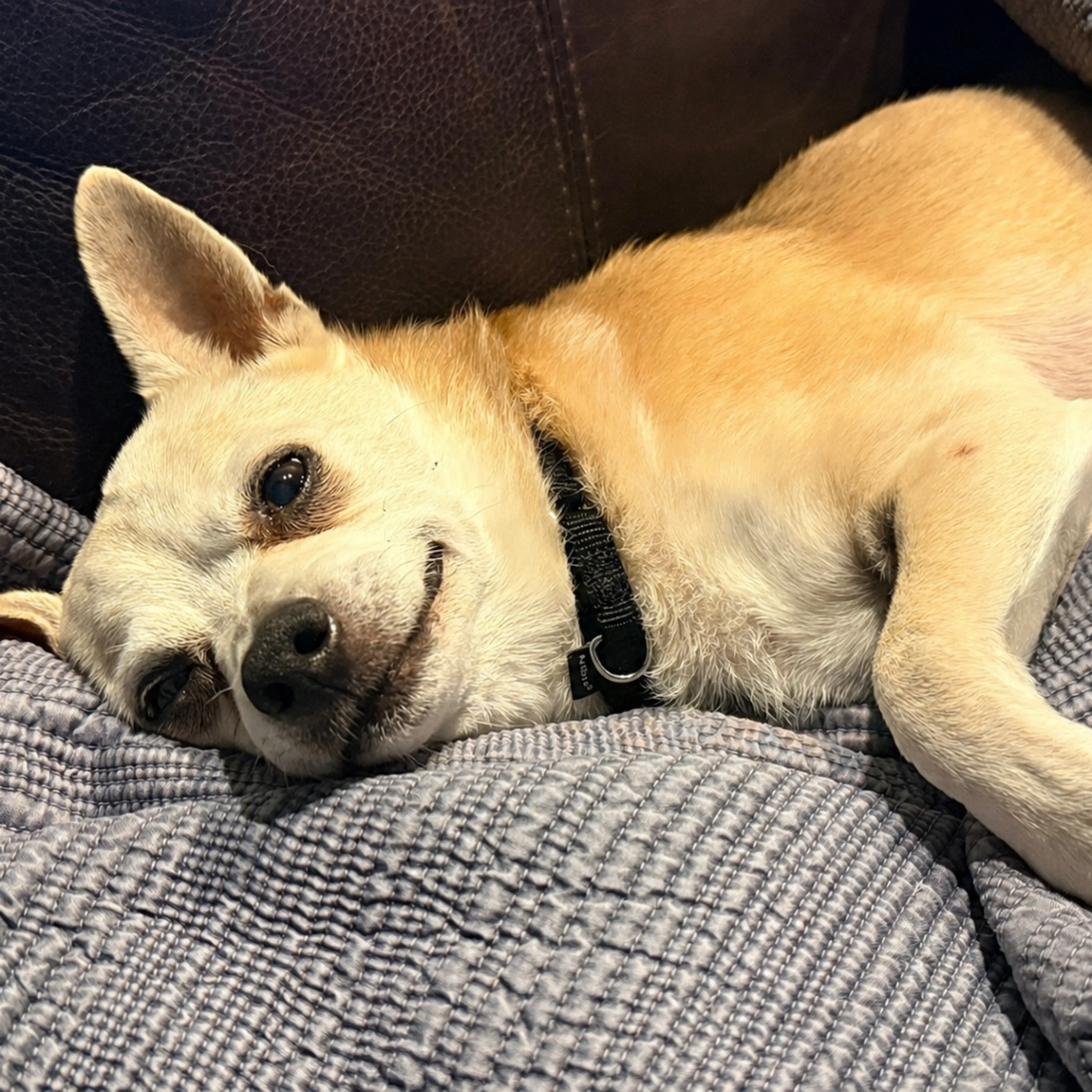 Found pet-9