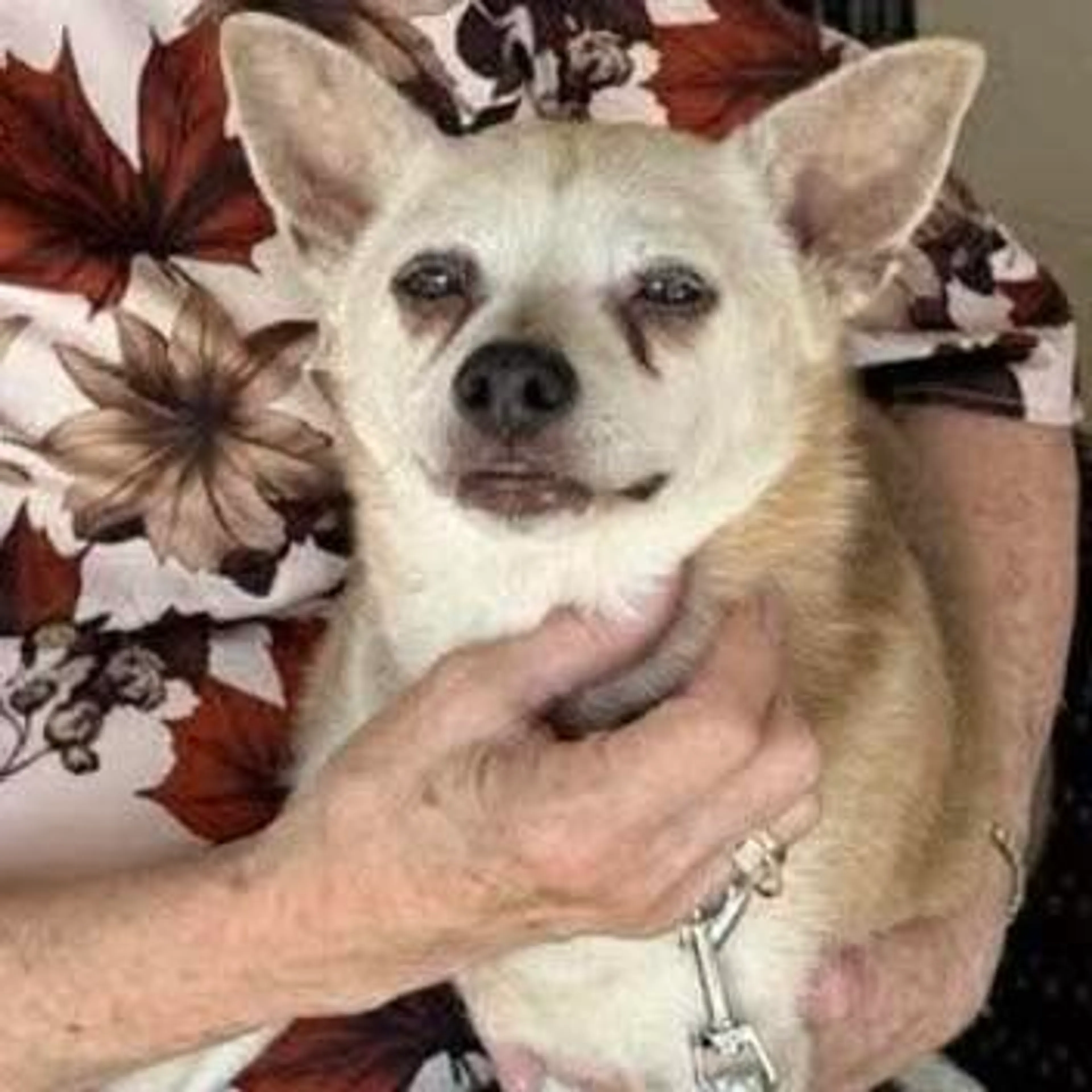 Found pet-7