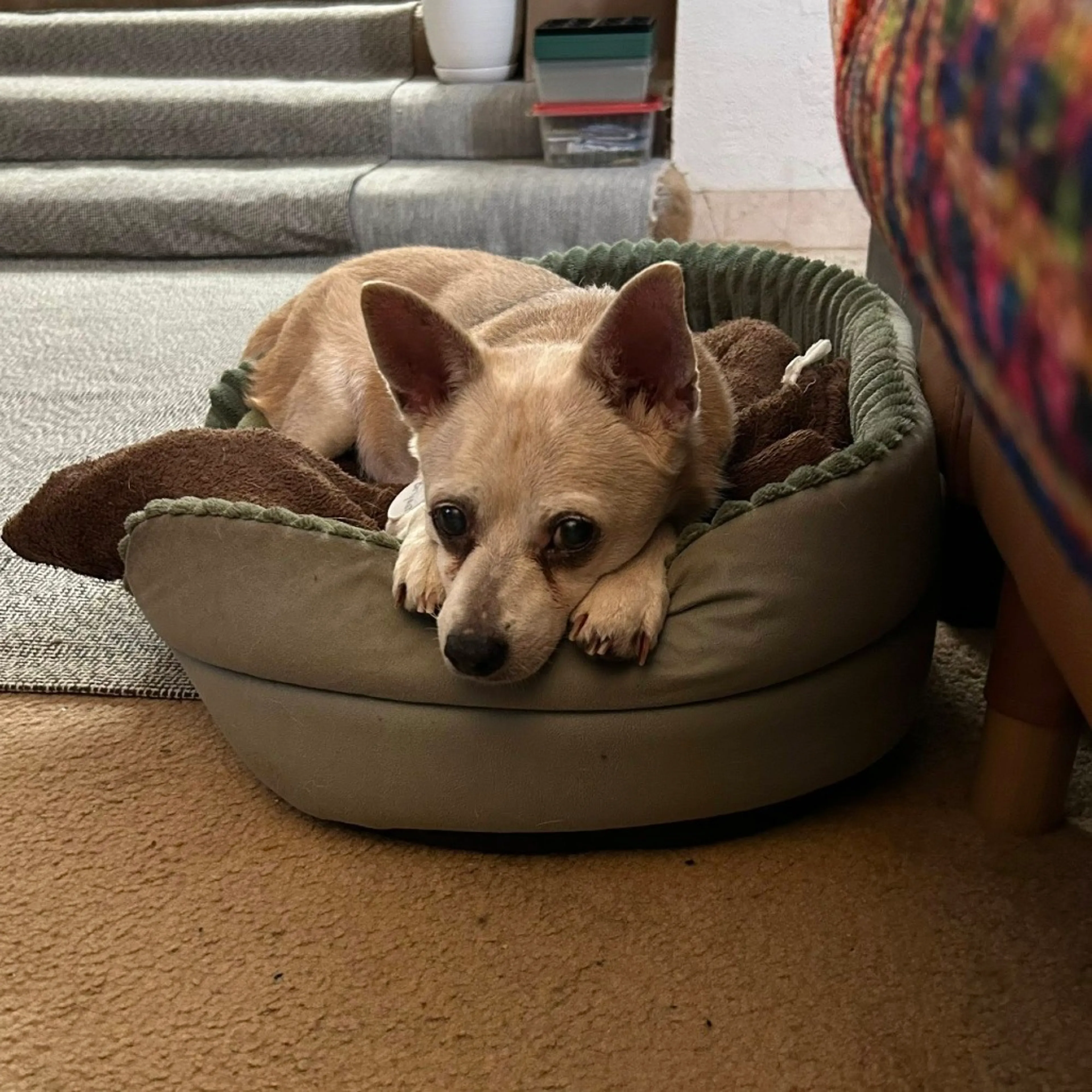 Found pet-4