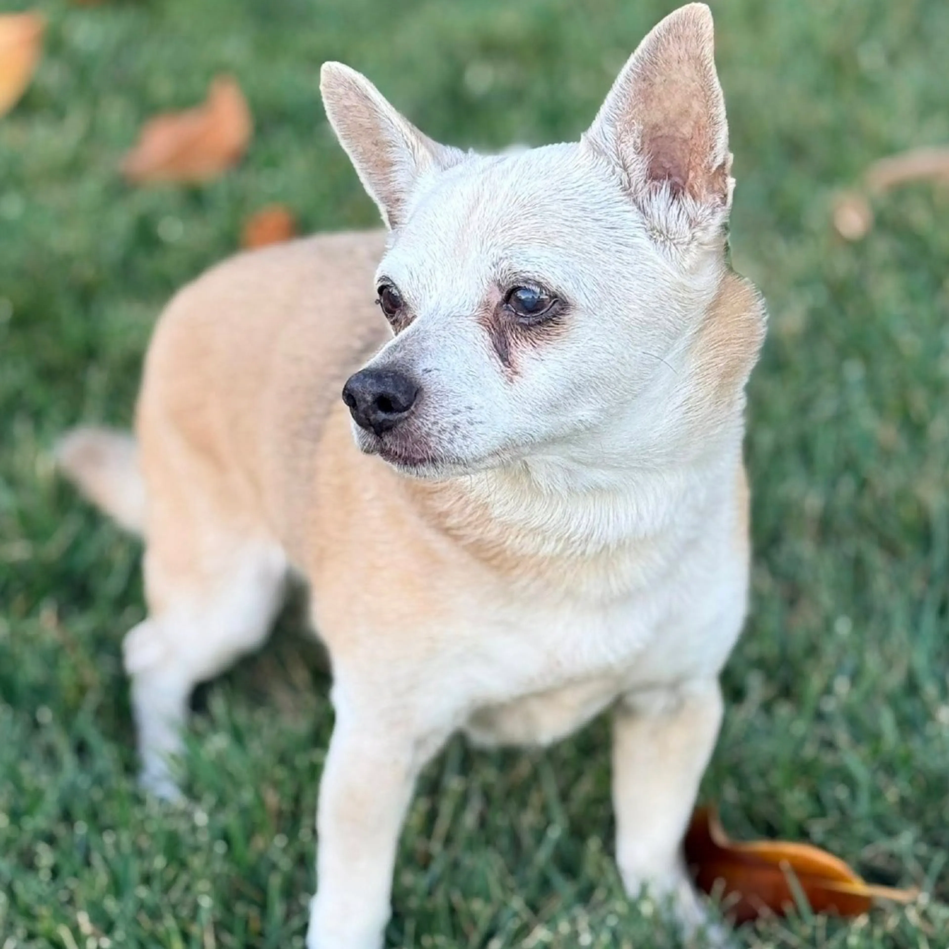 Found pet-2