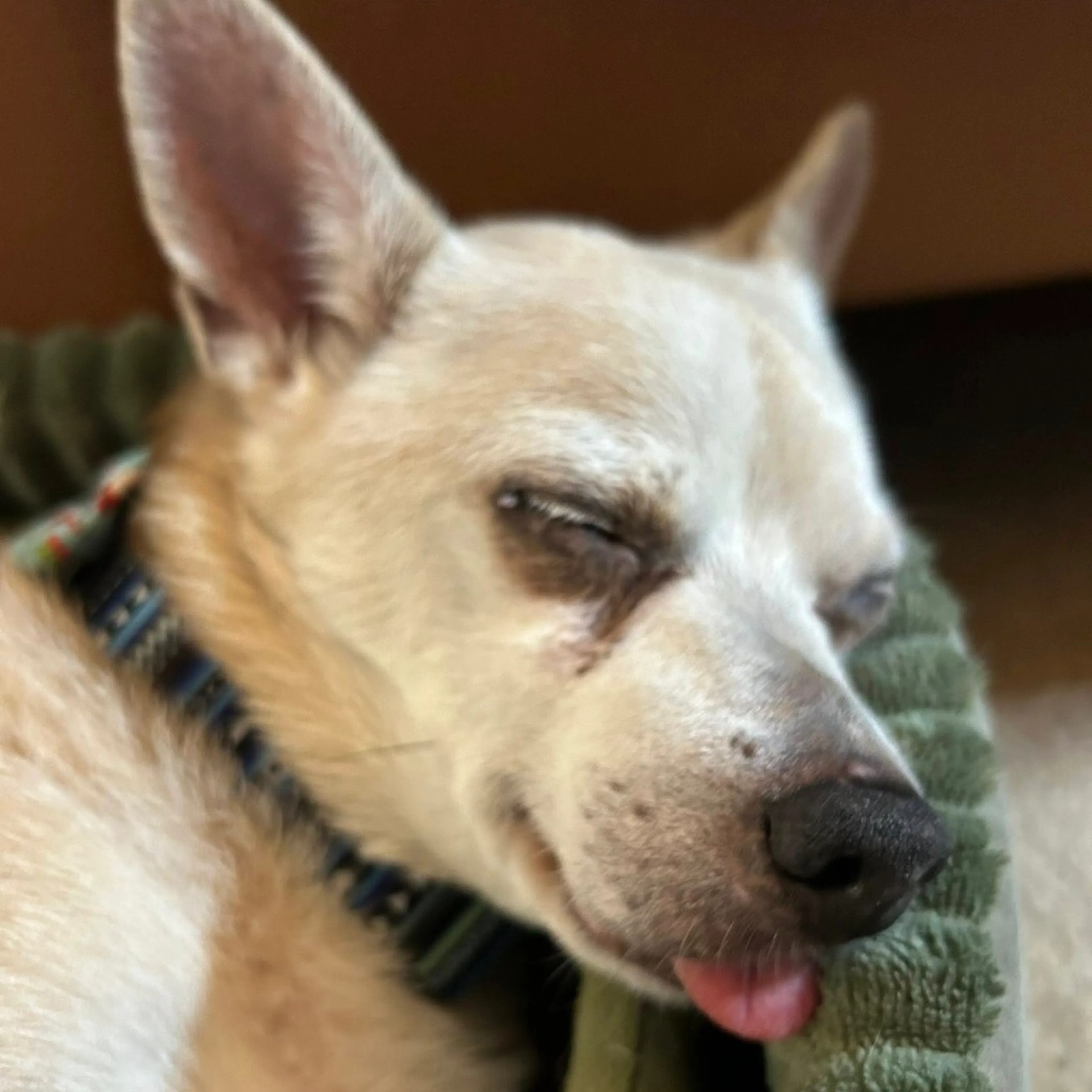 Found pet-5