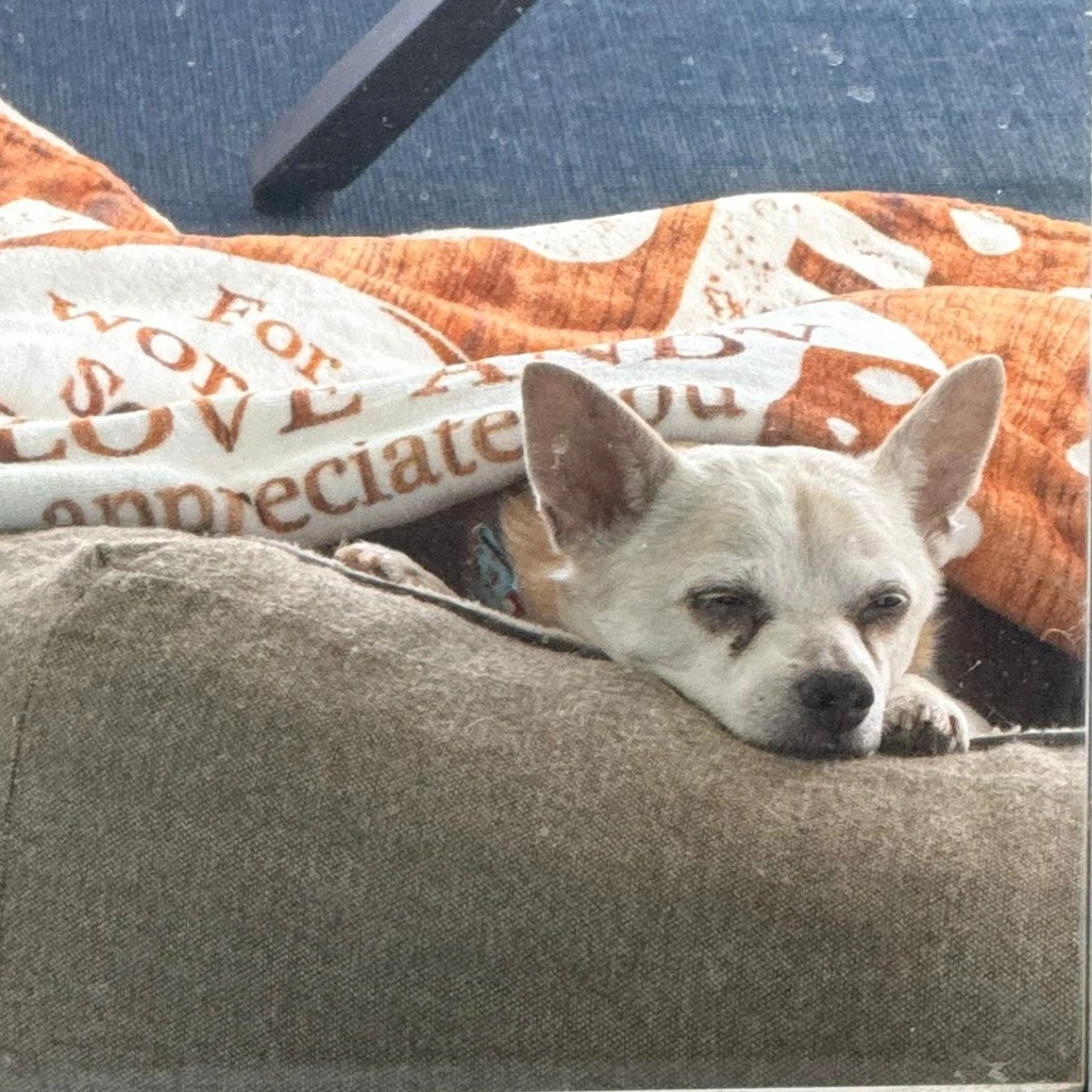 Found pet-10