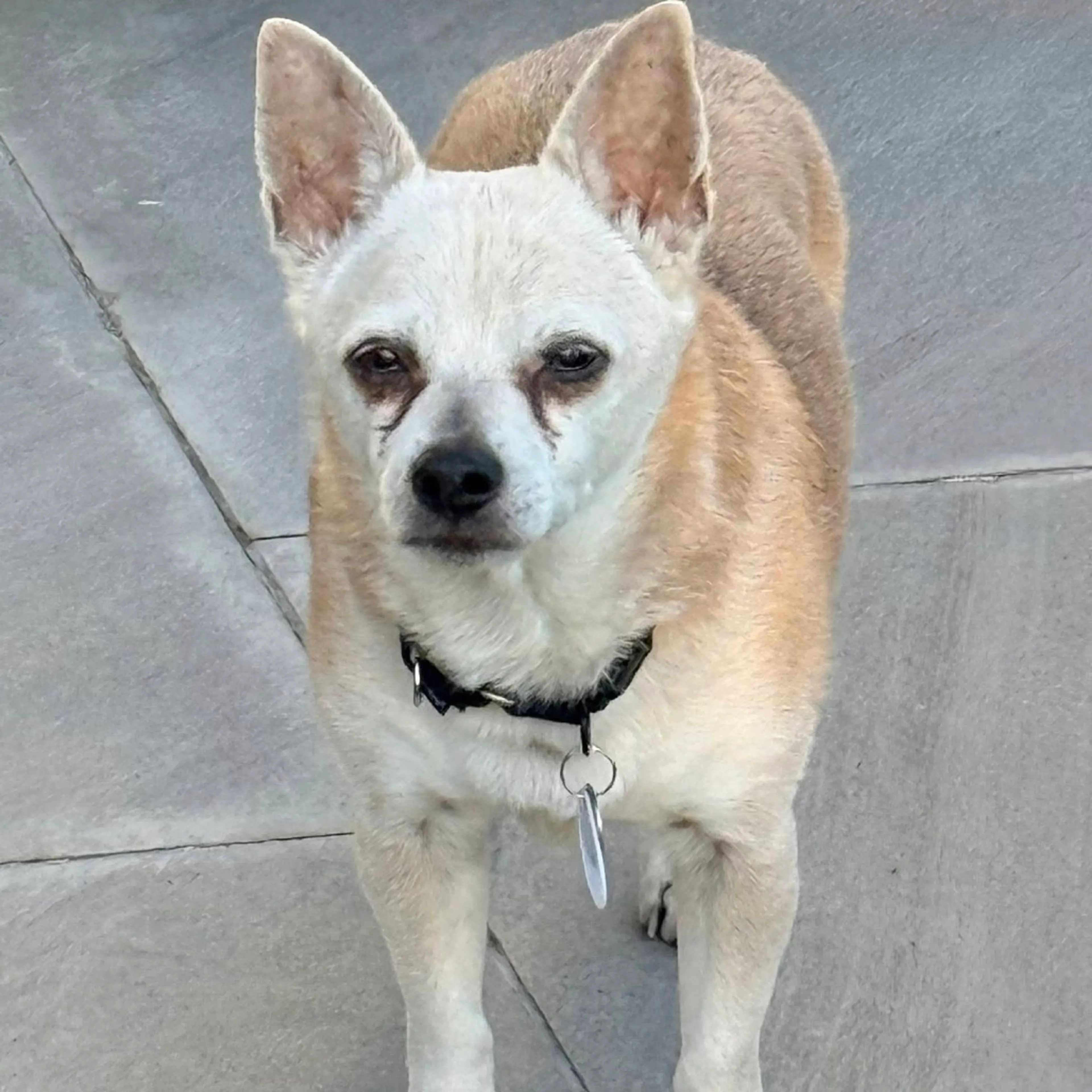 Found pet-12