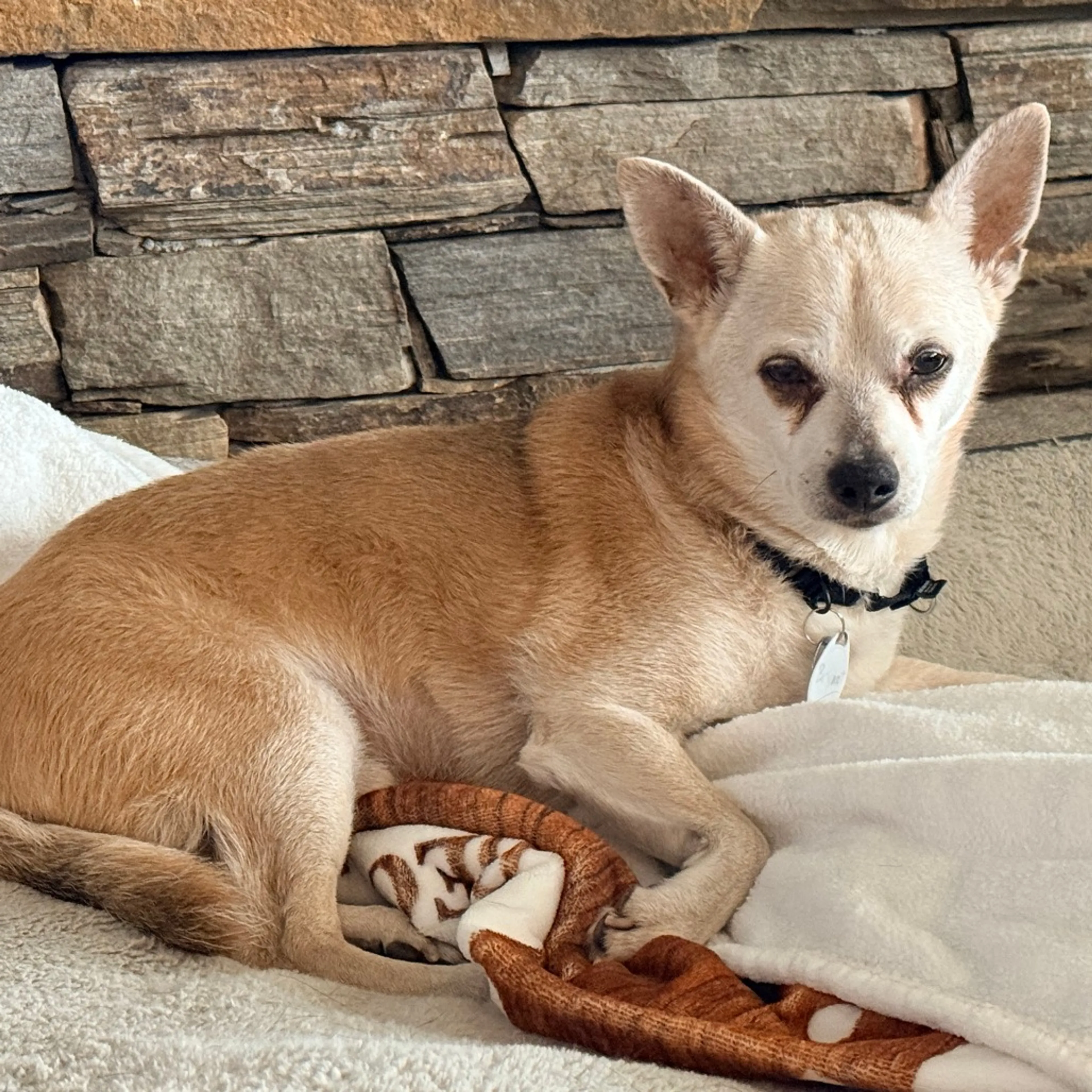 Found pet-6