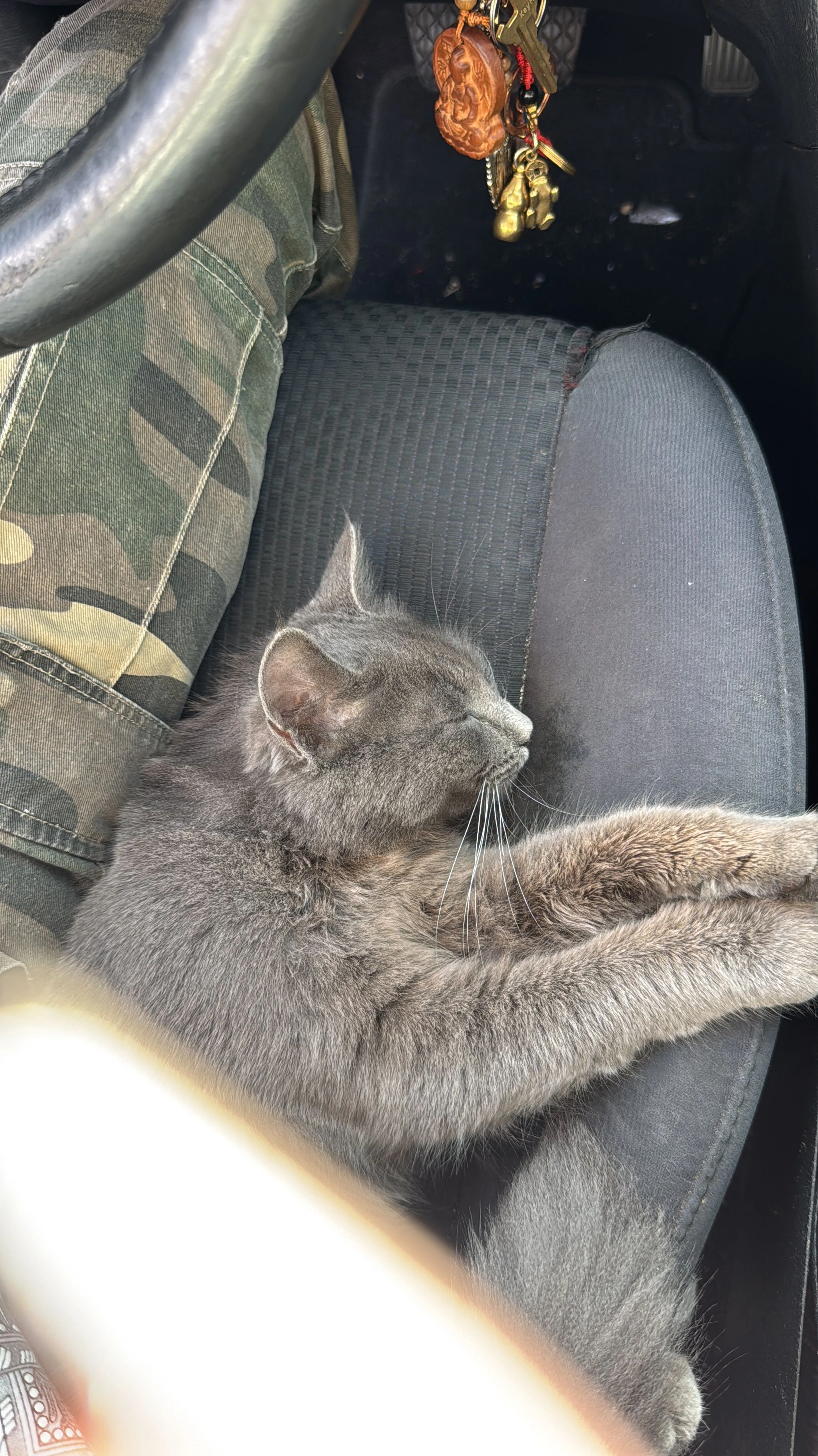 Lost pet-2