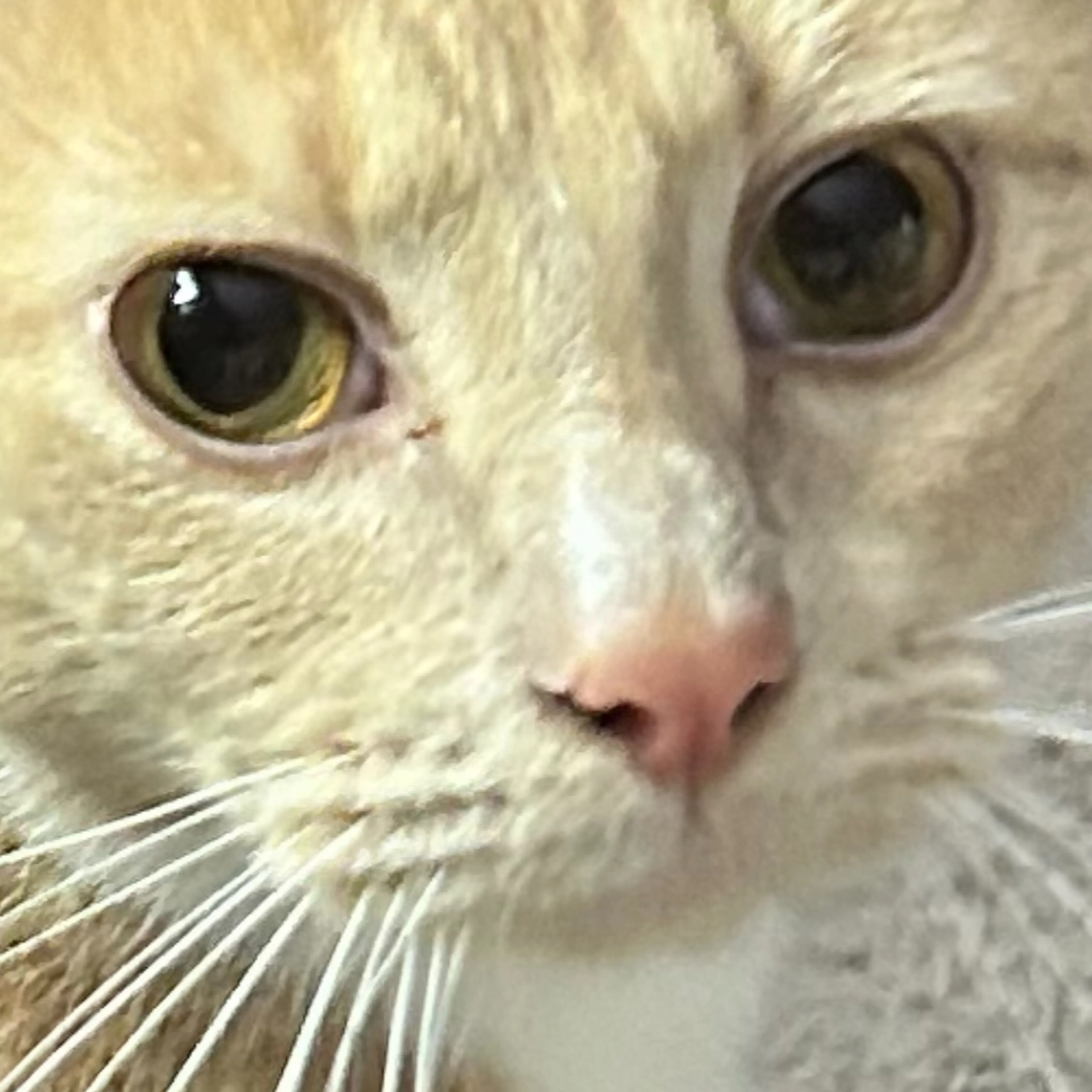 Lost pet-2
