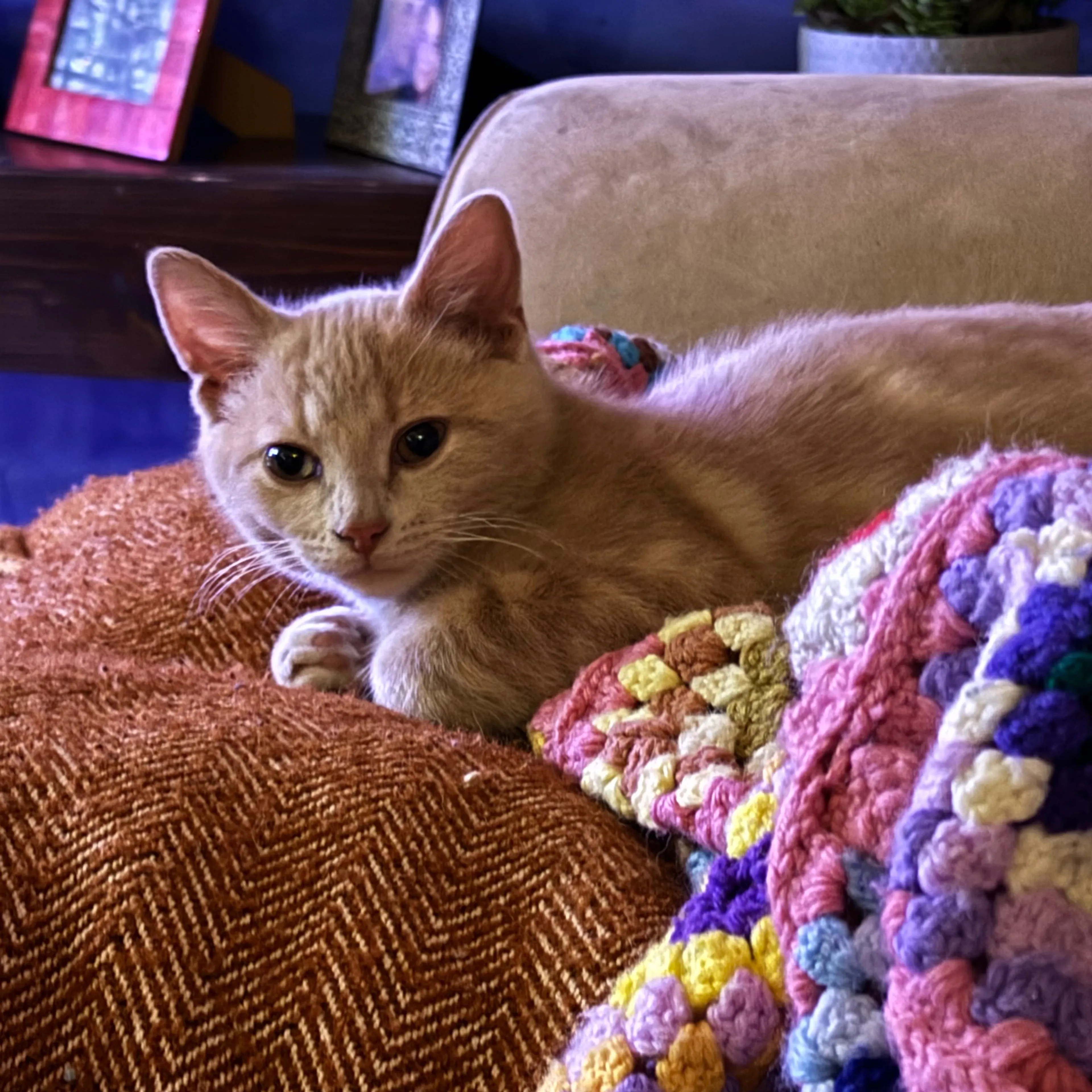 Lost pet-1
