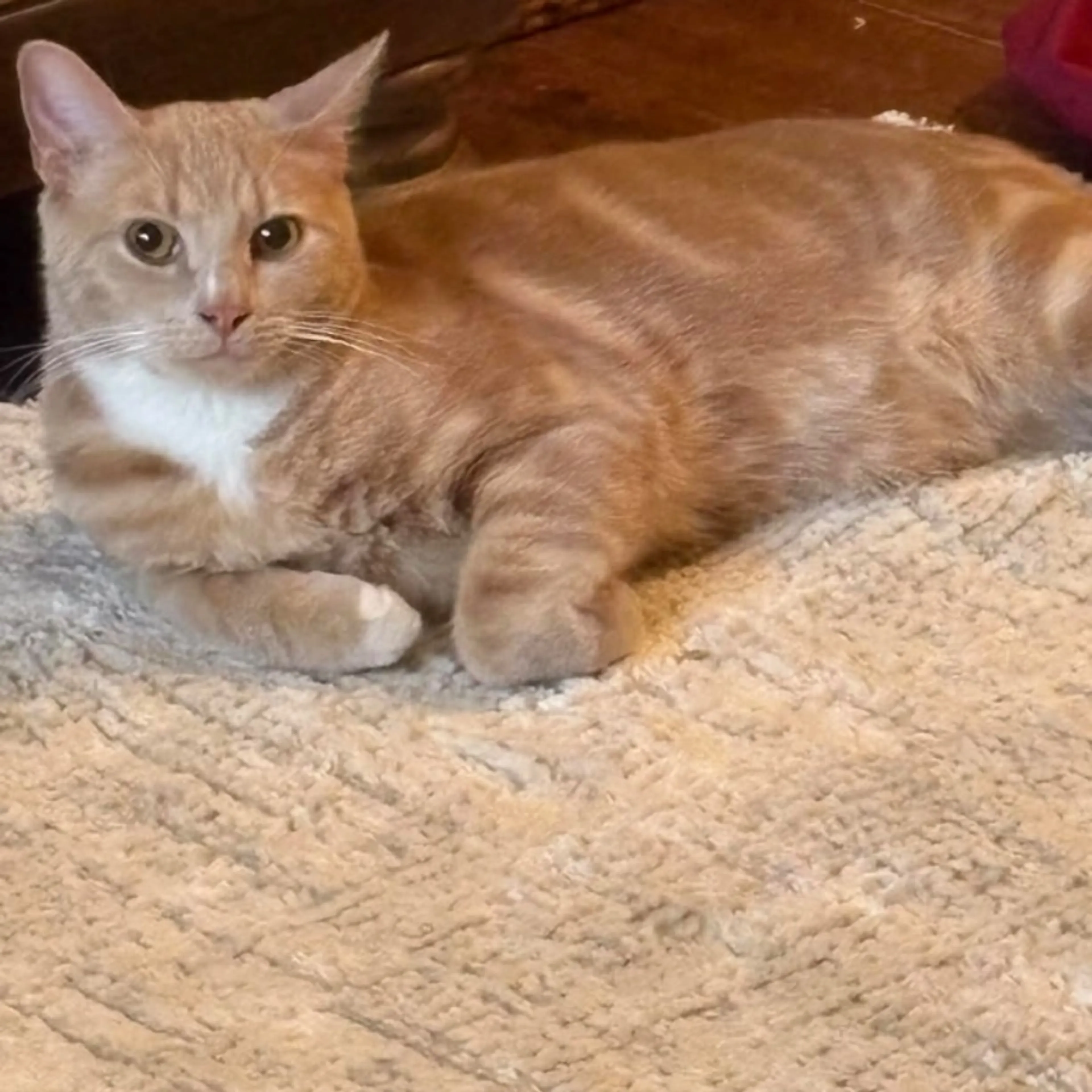 Lost pet-0