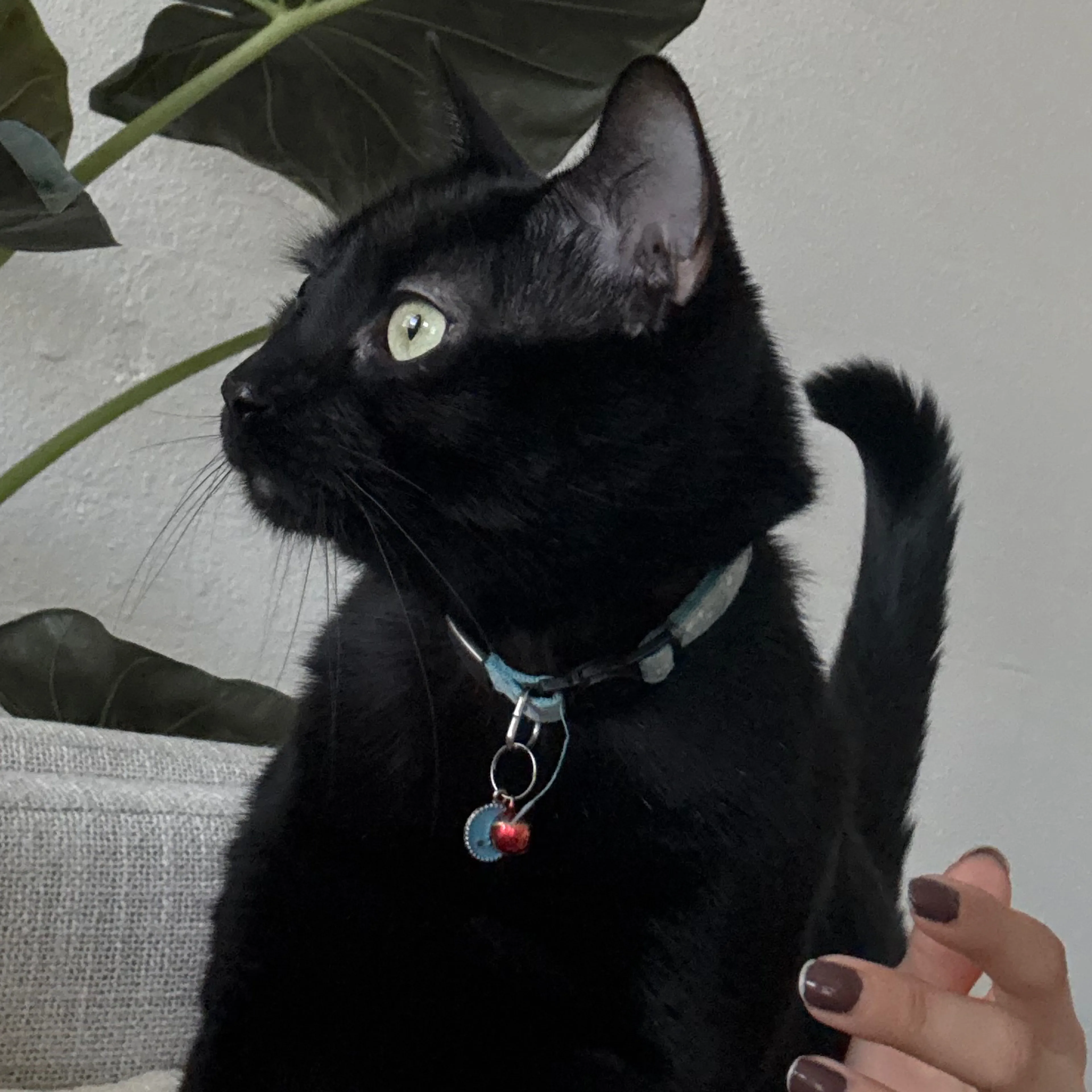 Lost pet-3