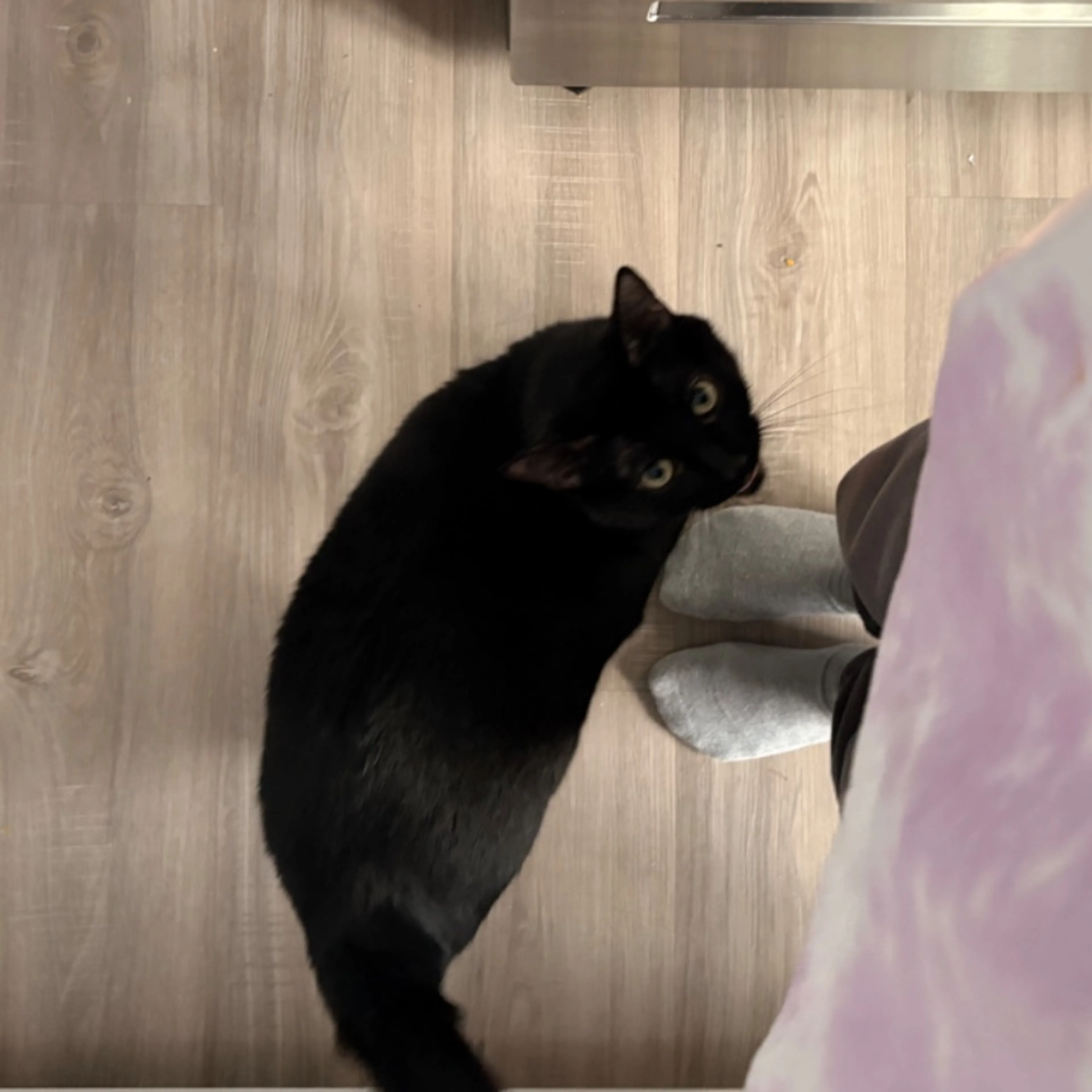 Lost pet-0