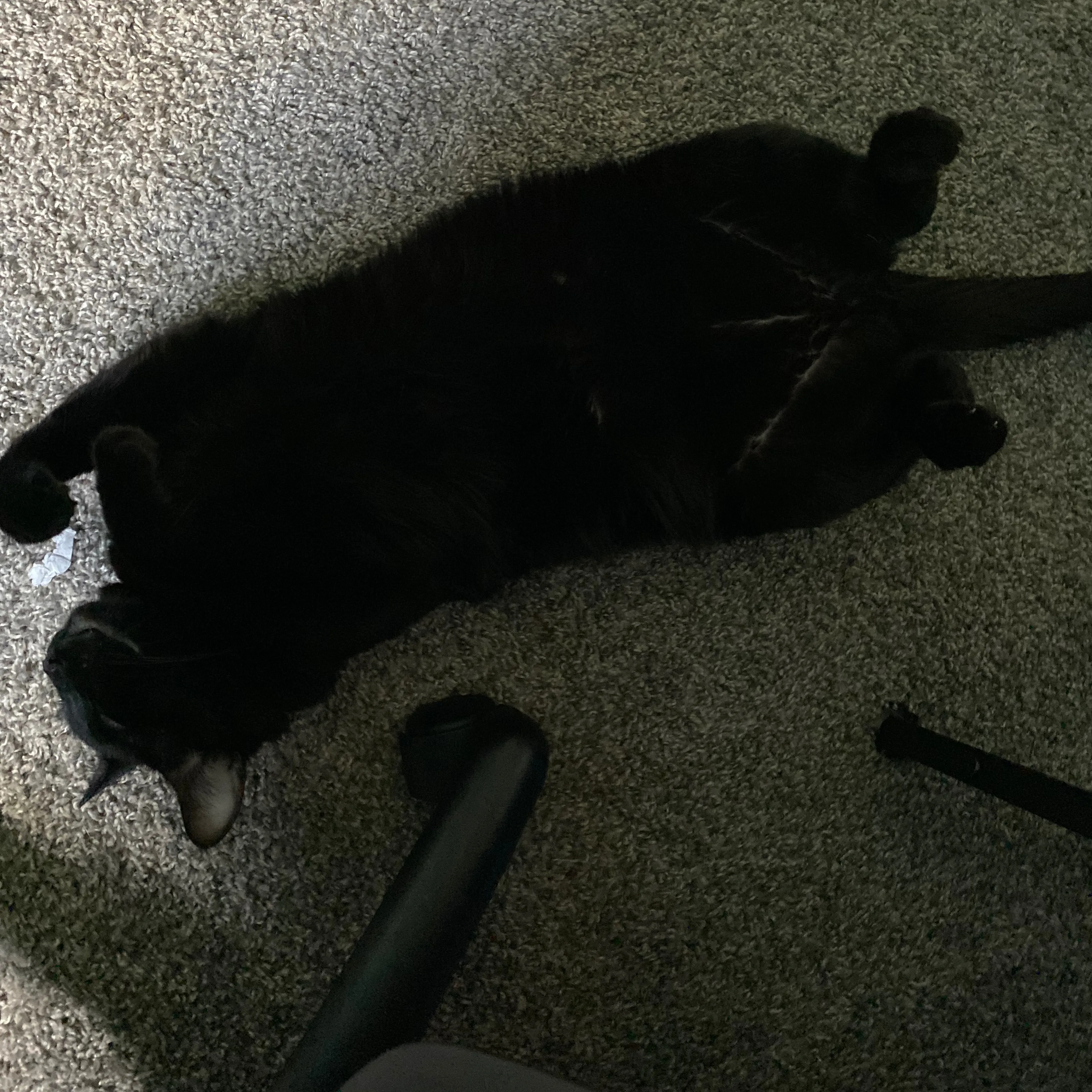 Lost pet-1