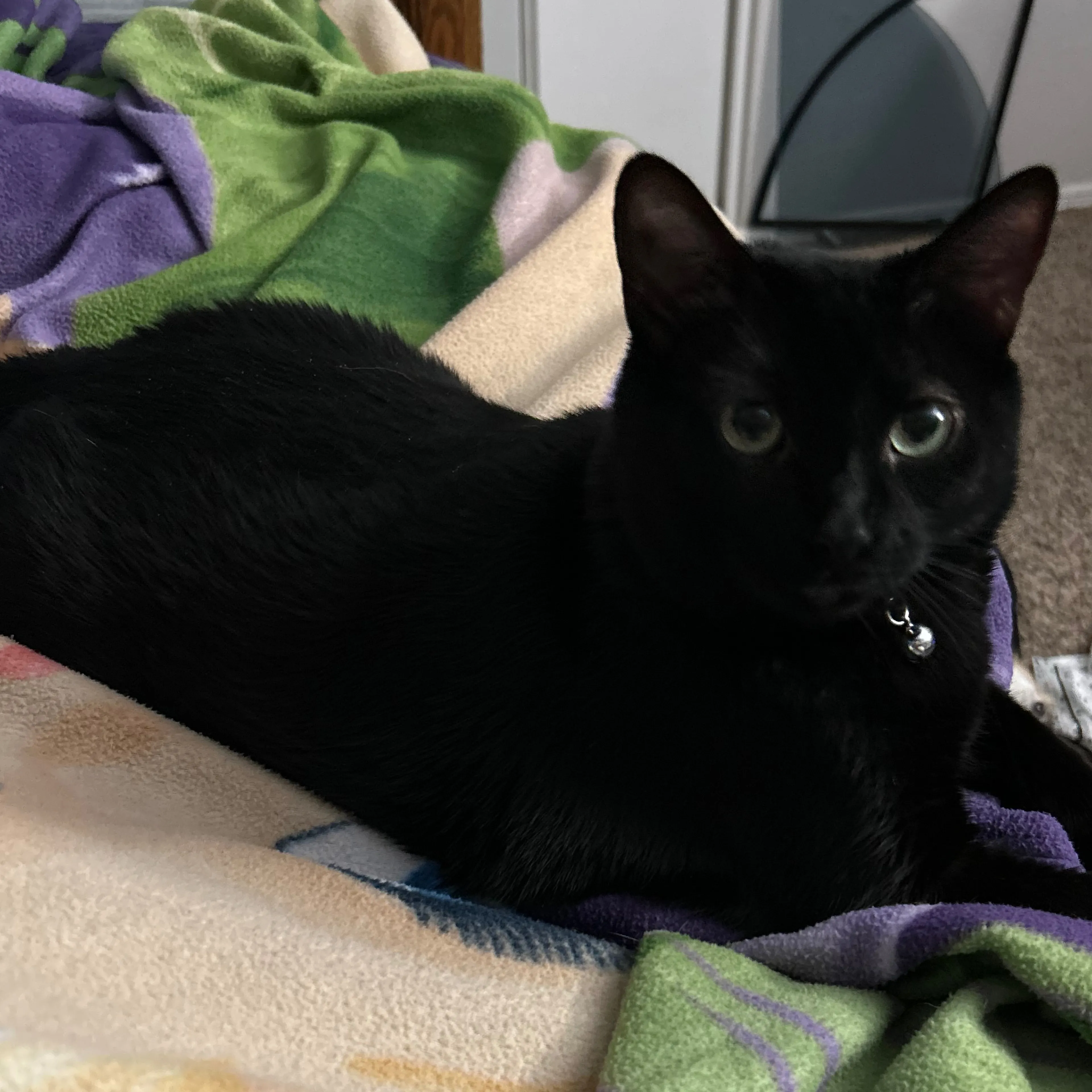 Lost pet-2