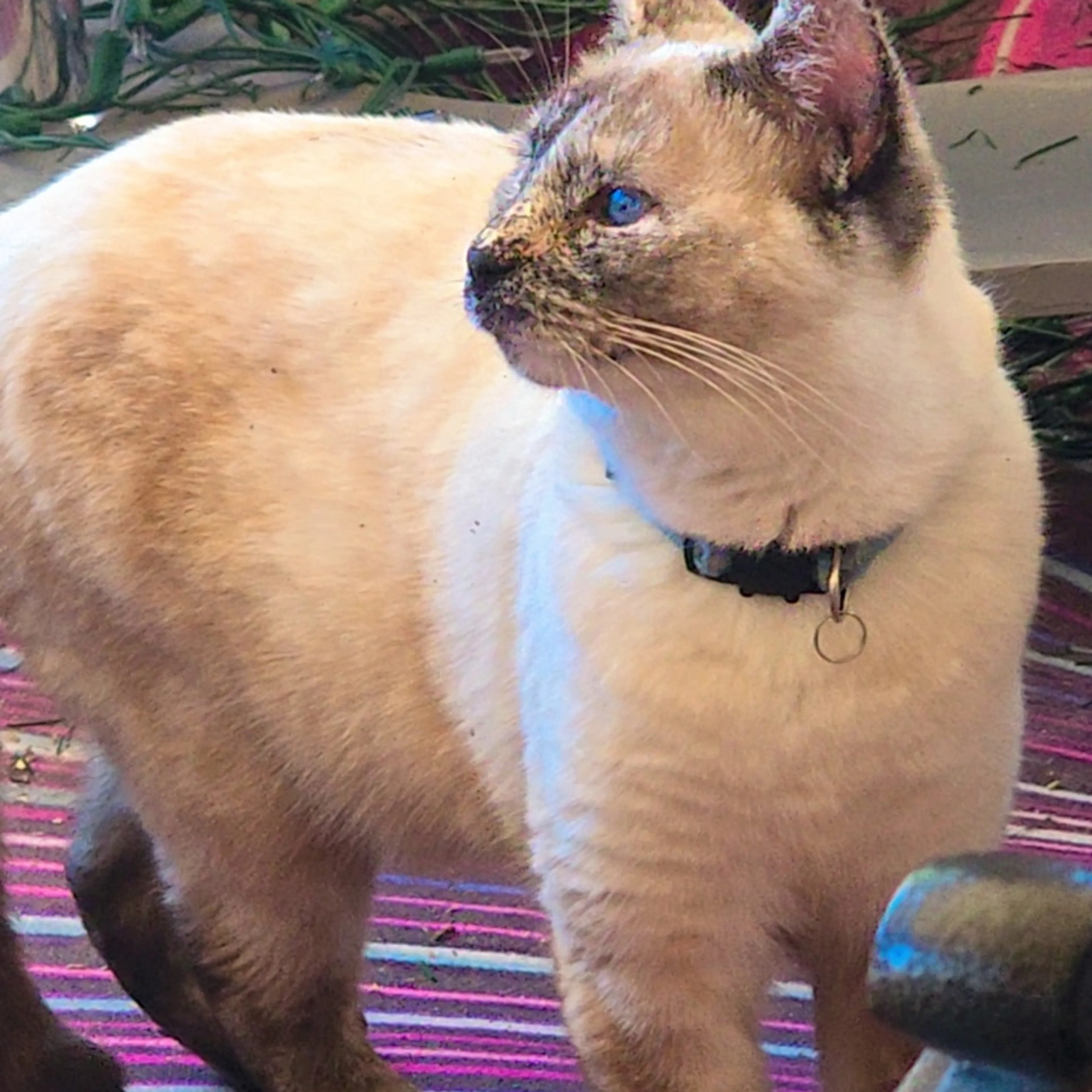 Lost pet-1
