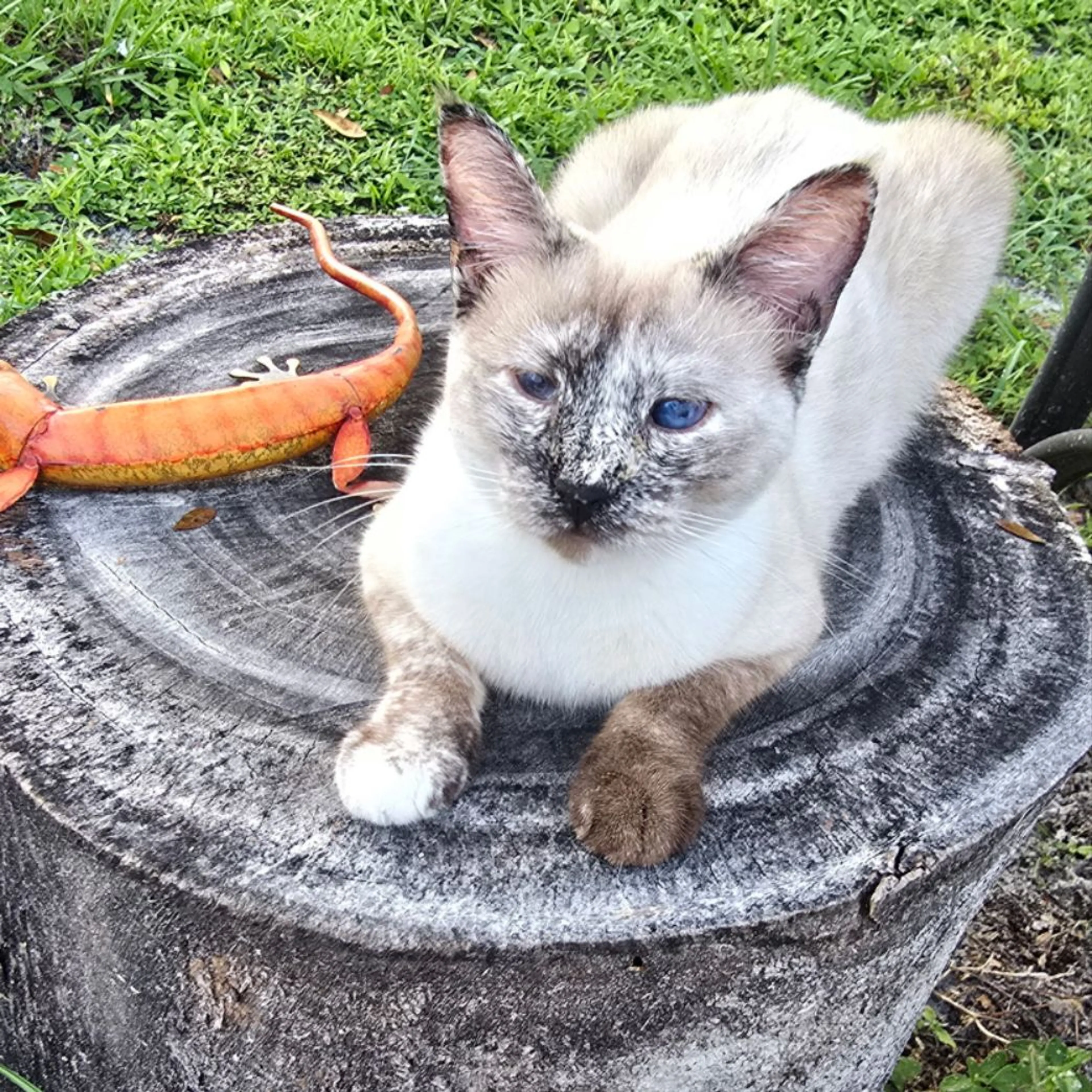 Lost pet-0
