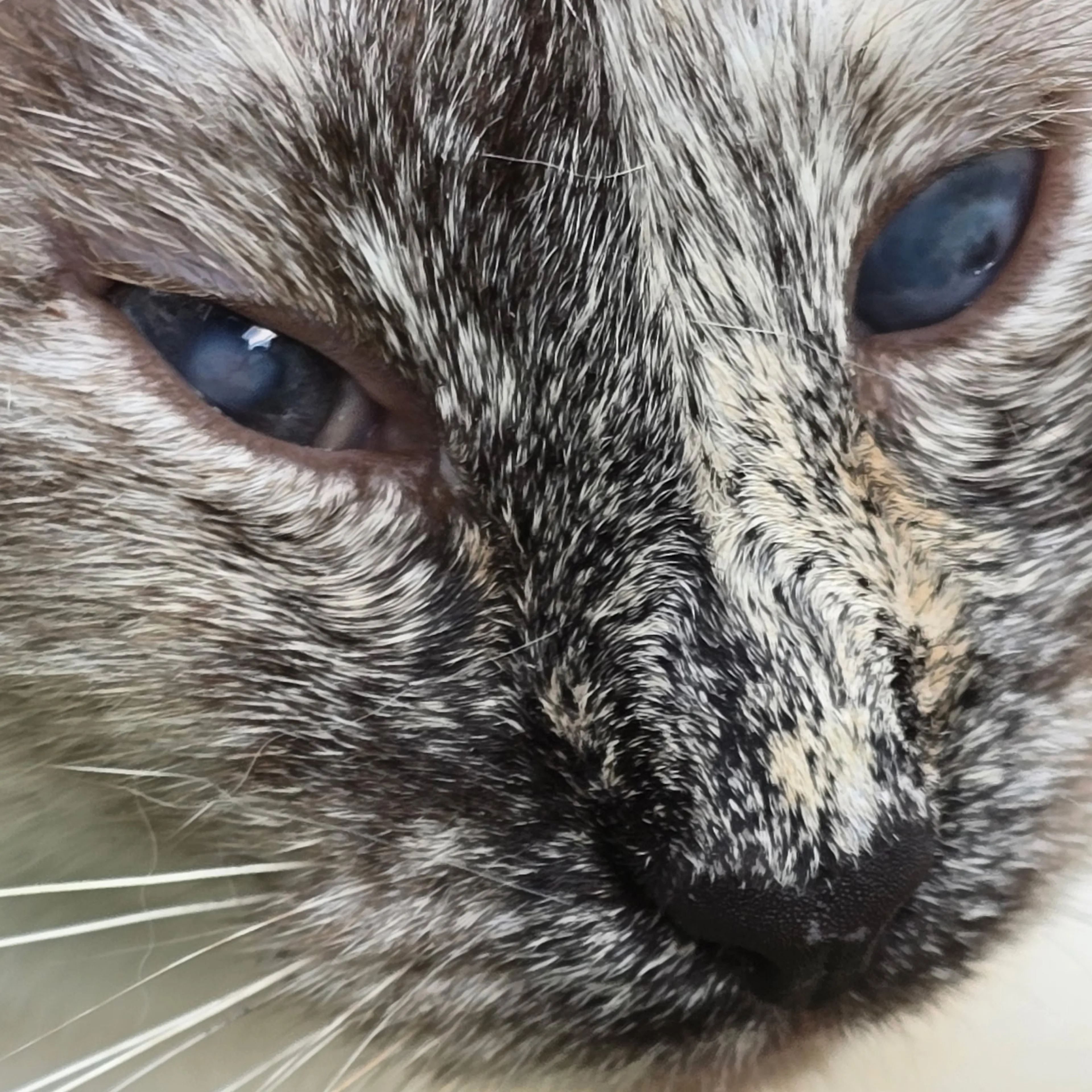 Lost pet-2