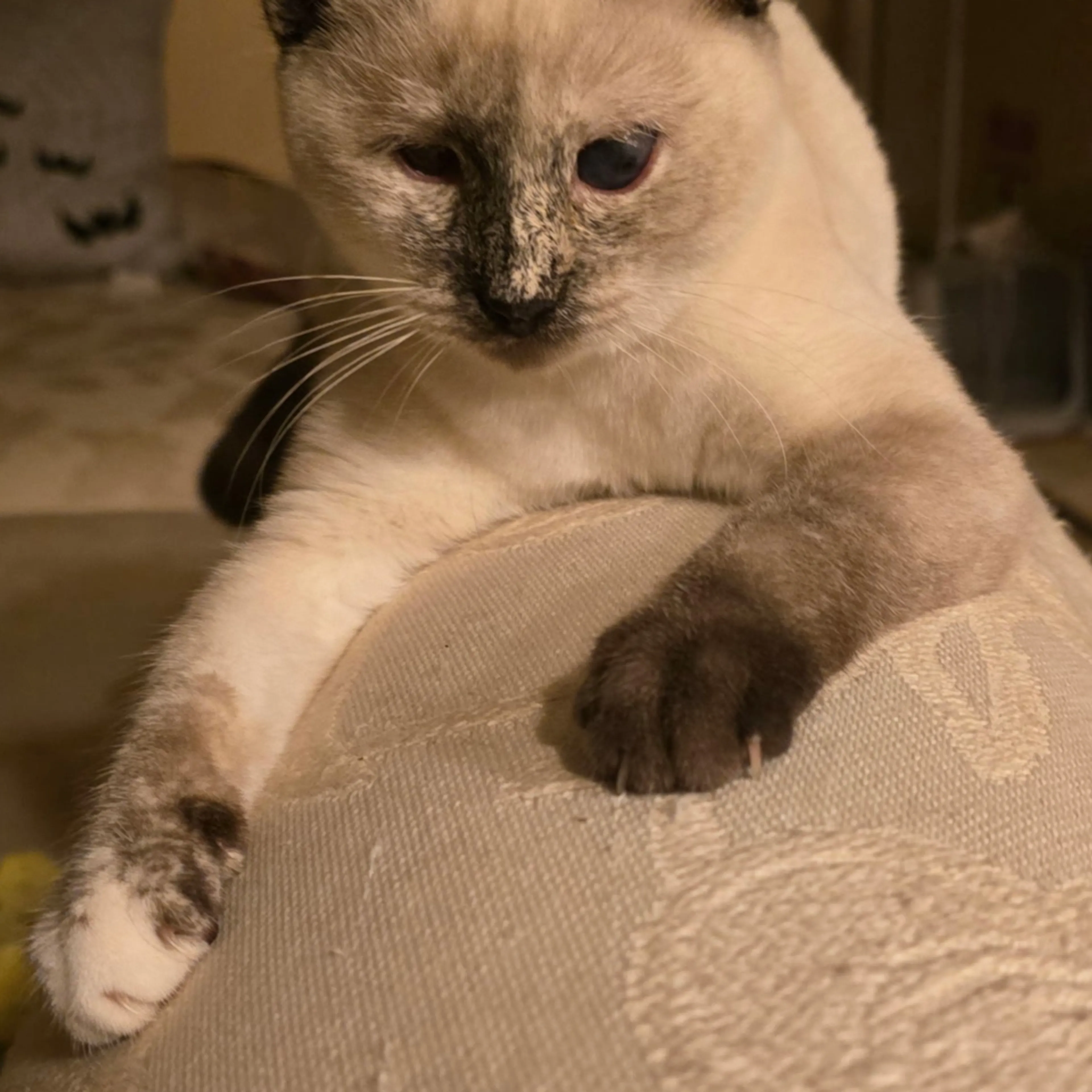 Lost pet-3