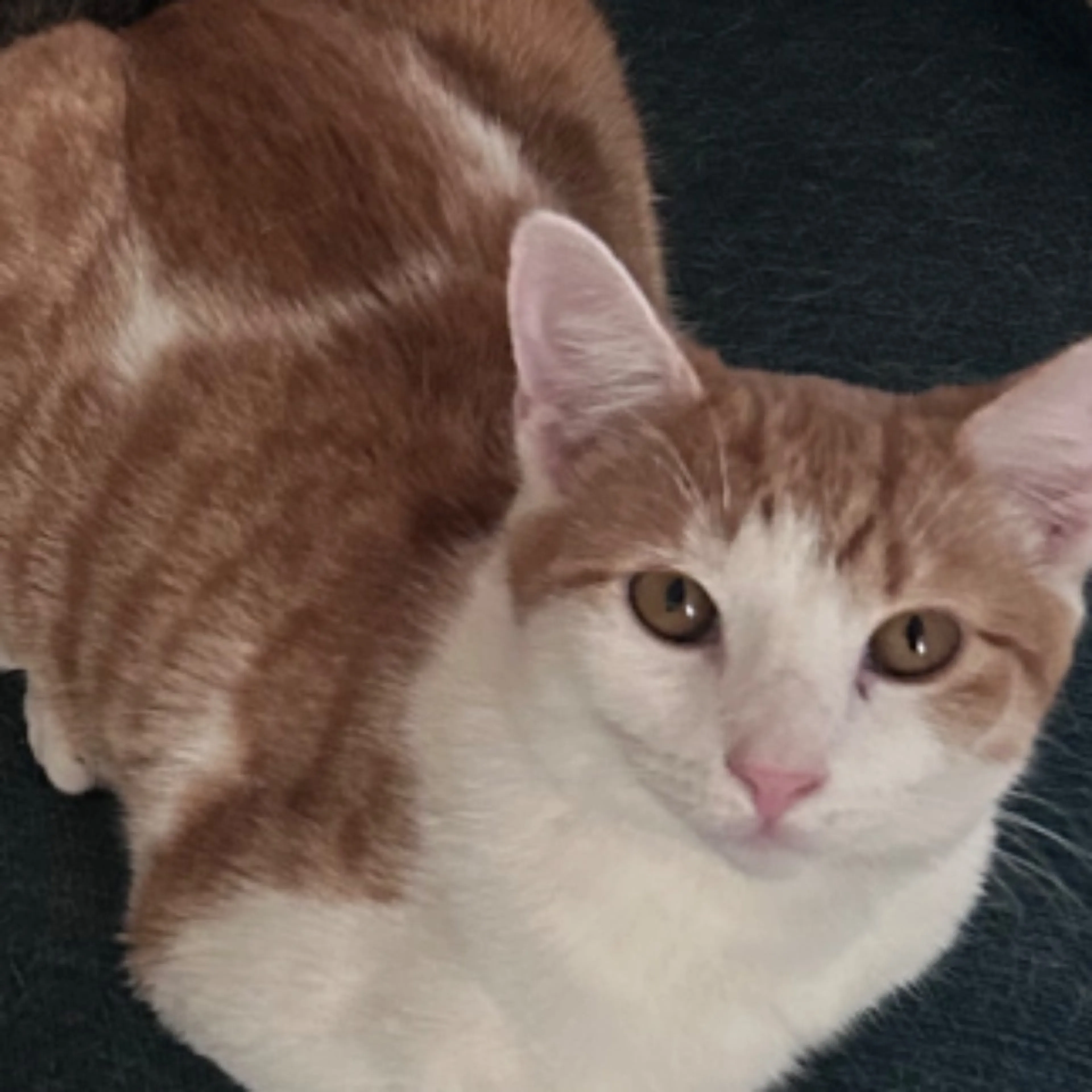 Lost pet