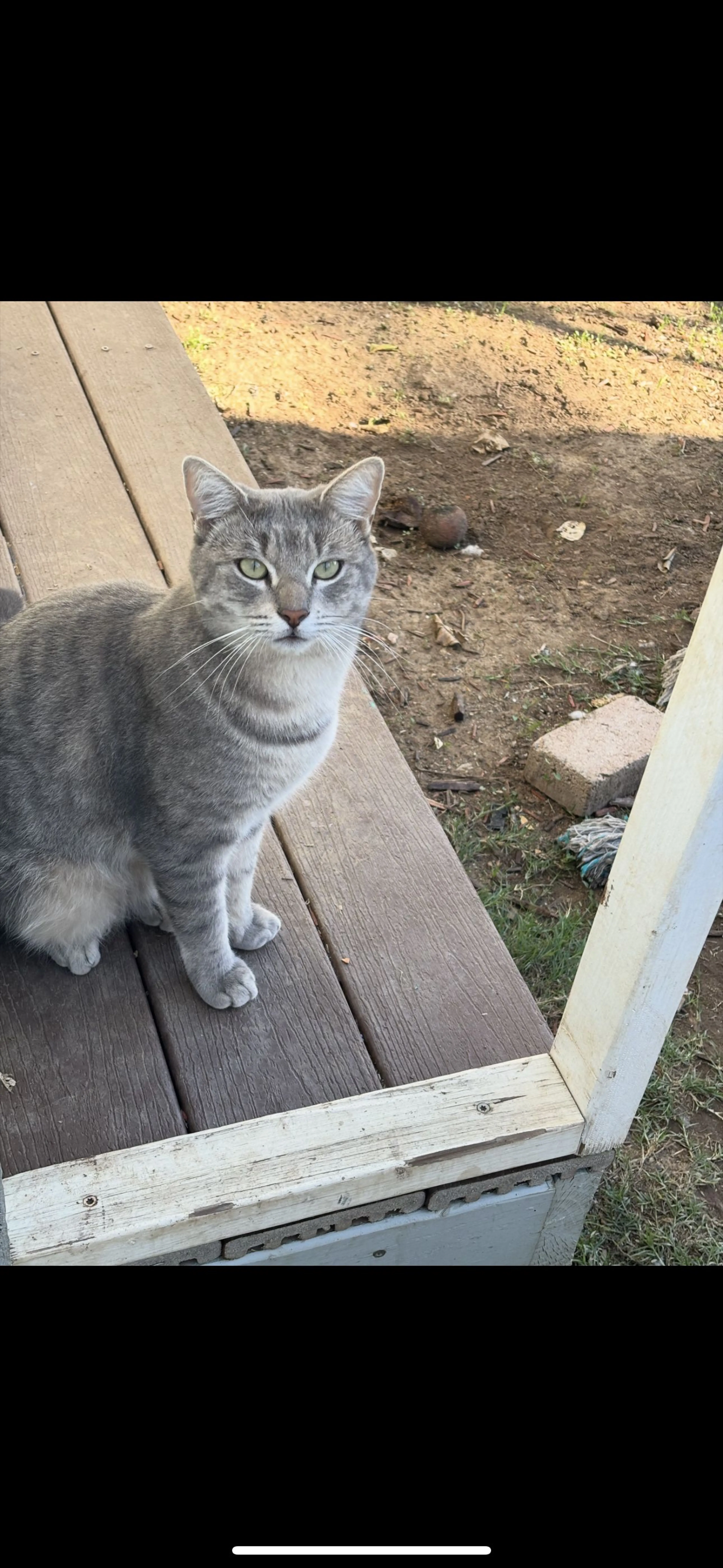 Lost pet
