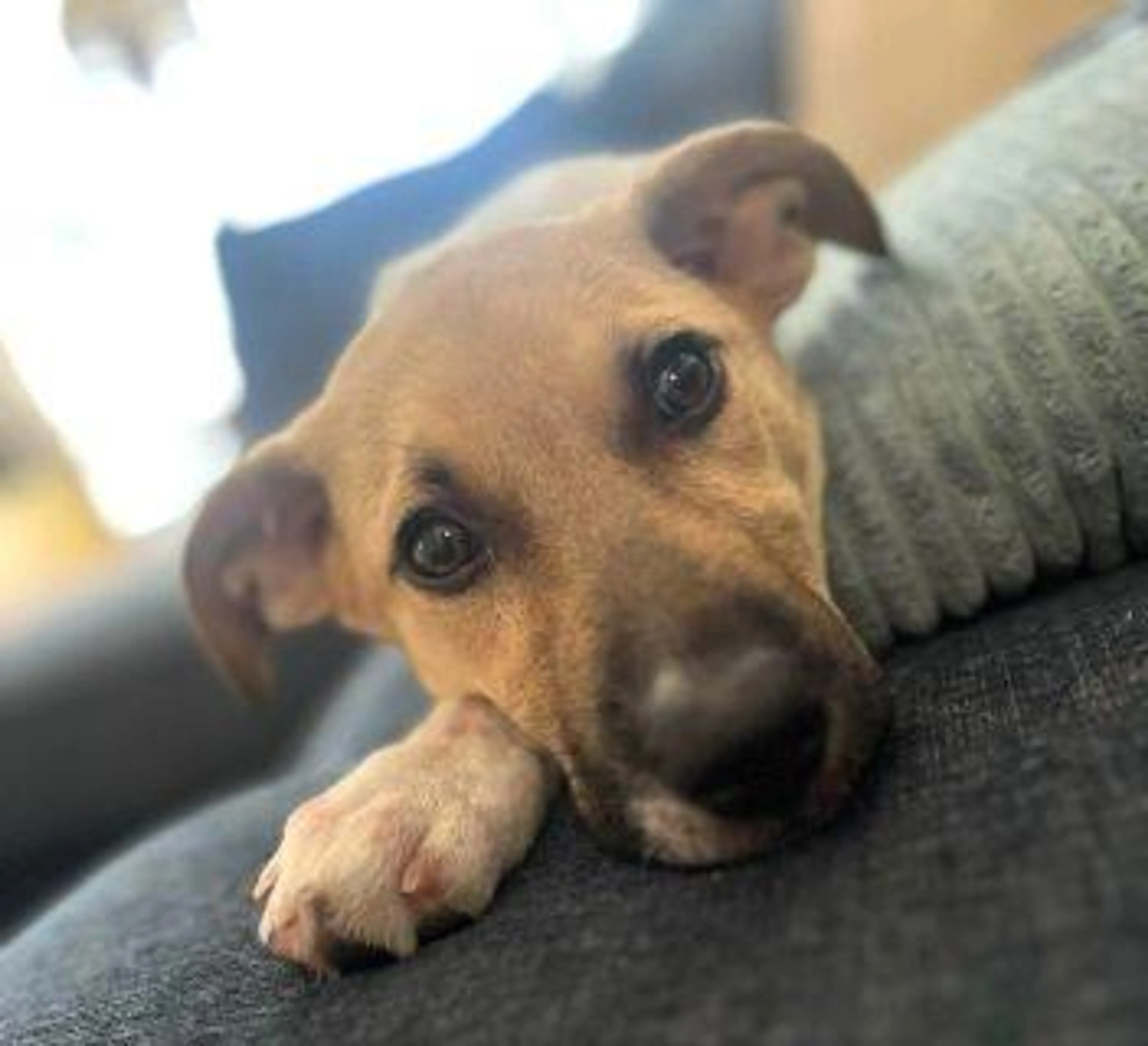 Found pet-2