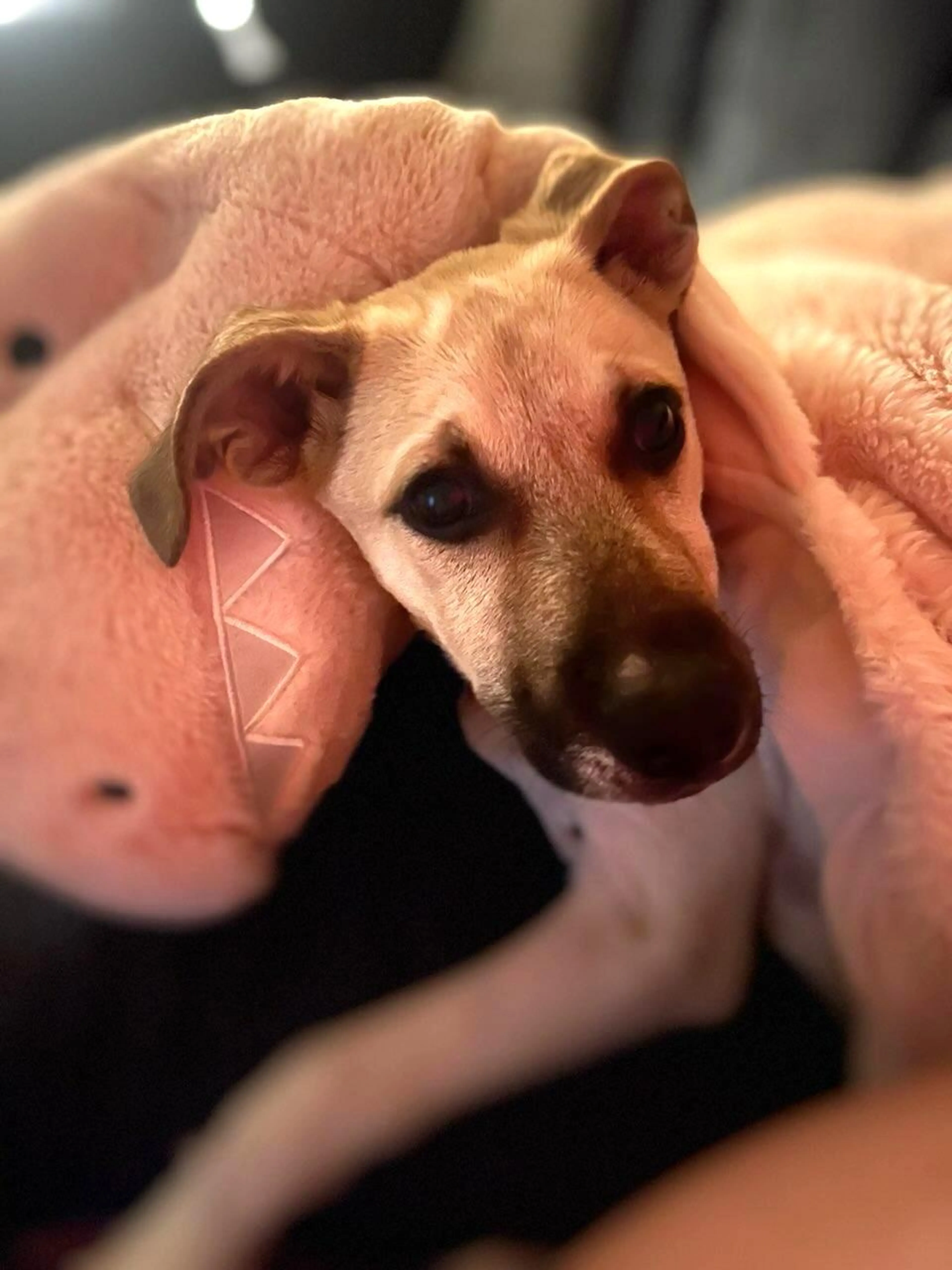 Found pet-3