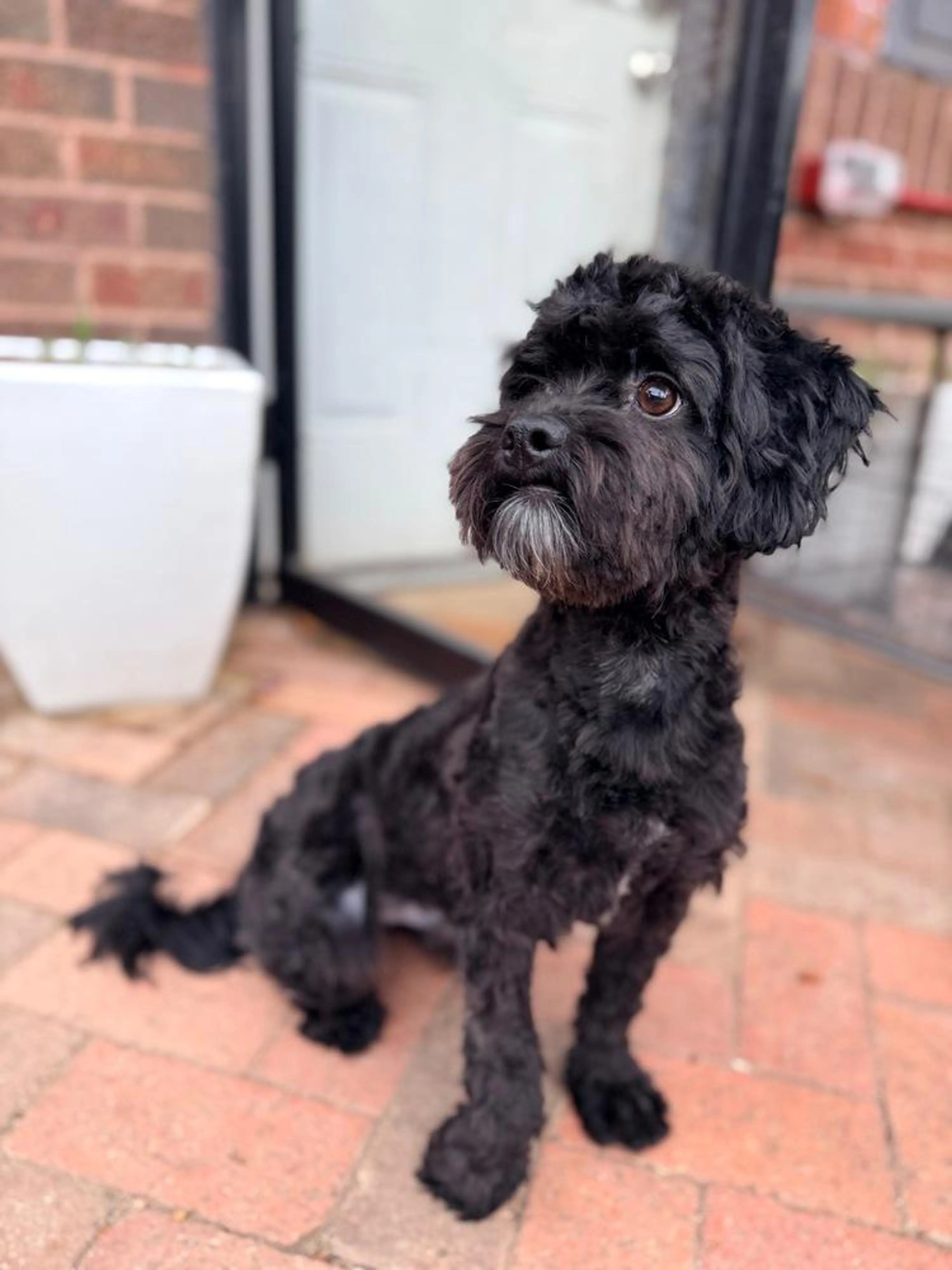 Found pet-1