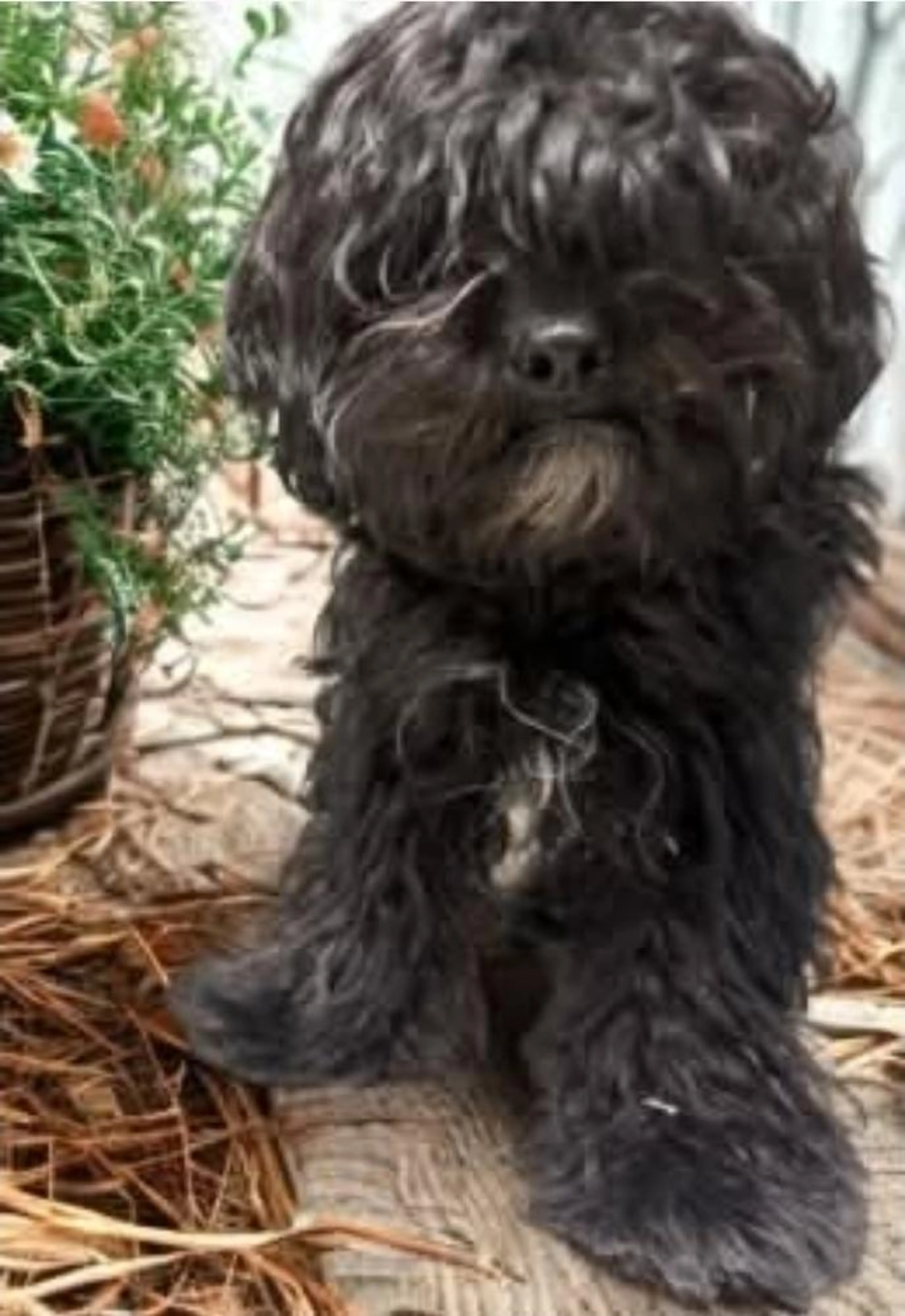Found pet-2