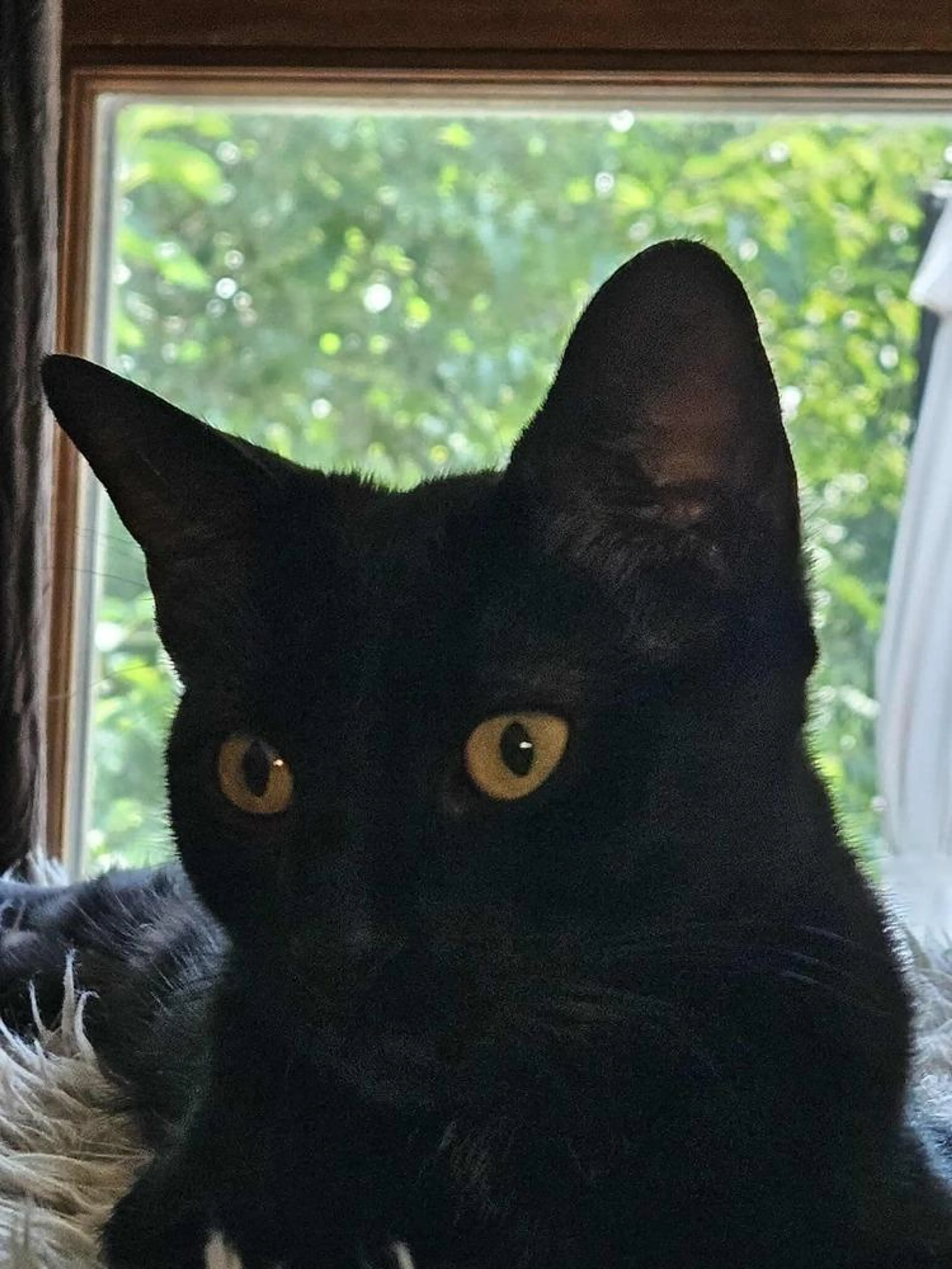 Found pet
