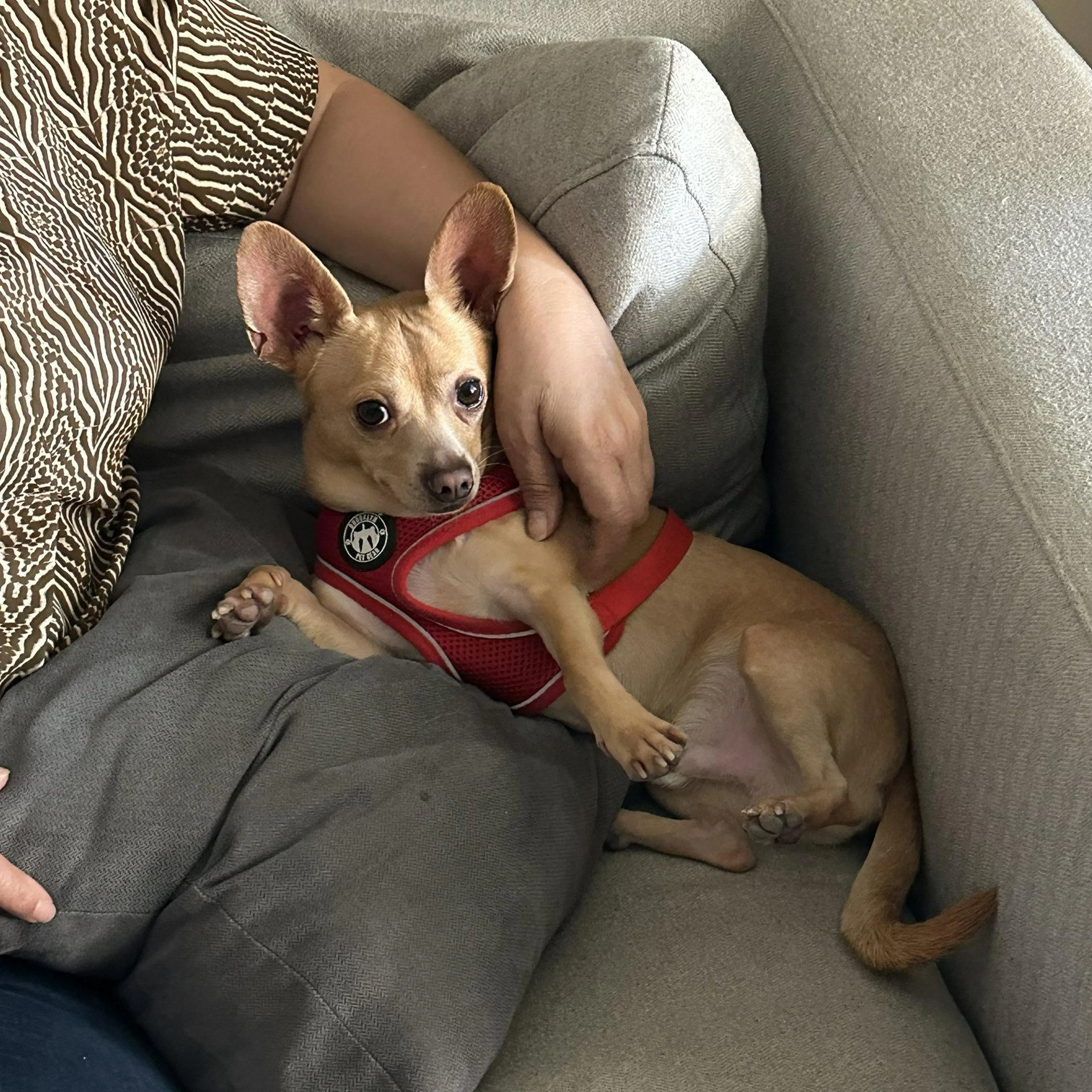 Found pet-1