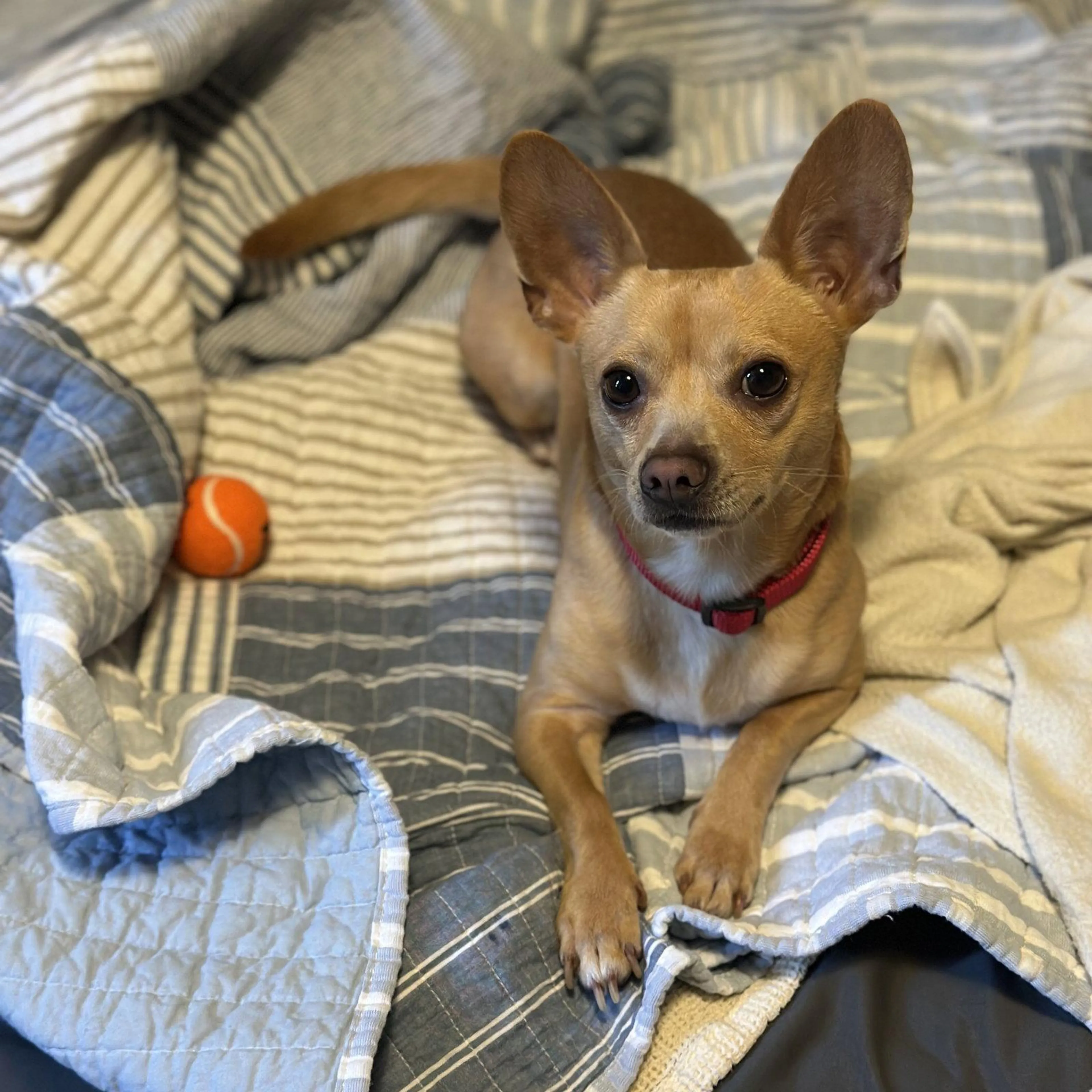 Found pet-2