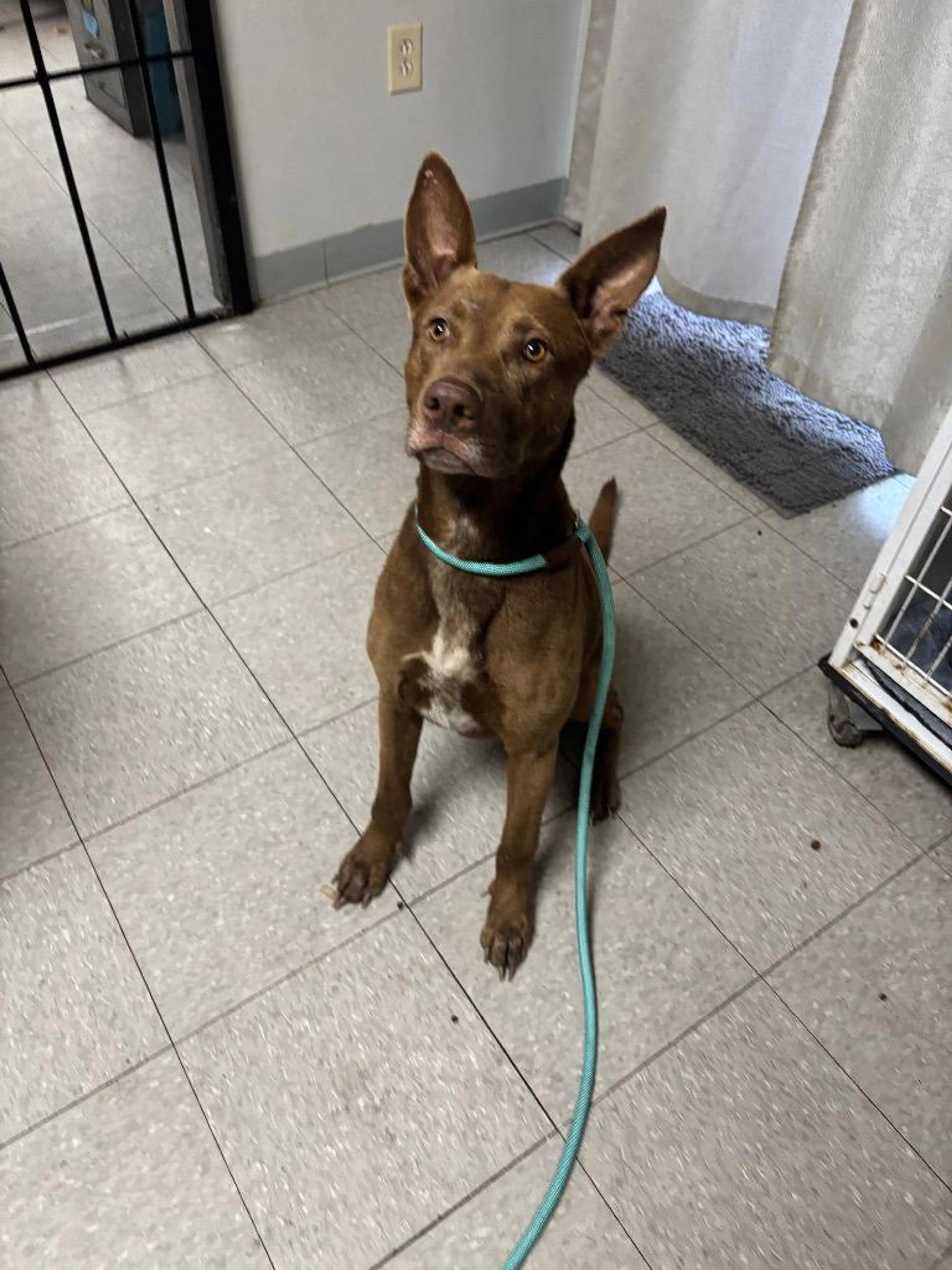 Found pet-1