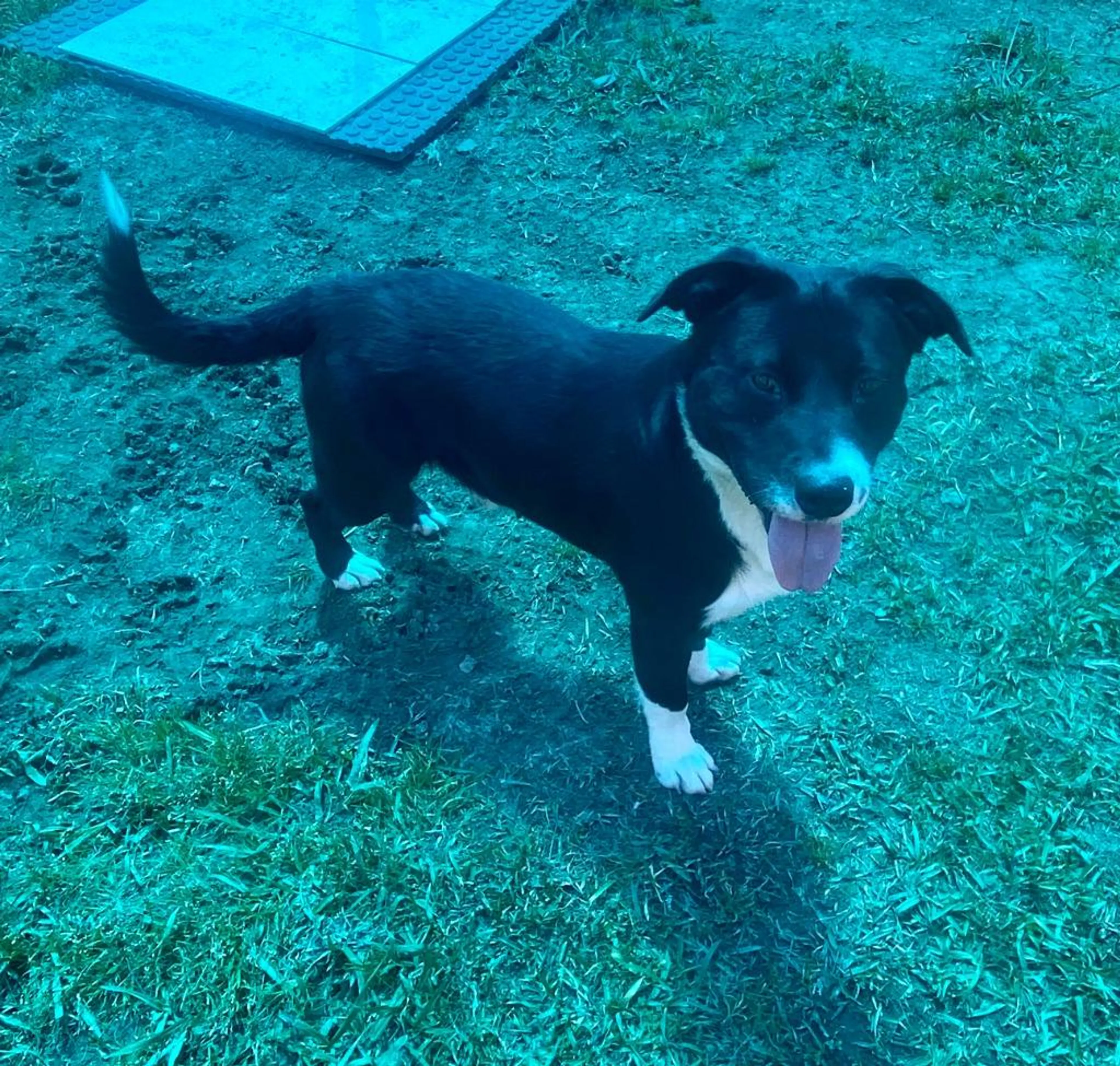 Found pet-3