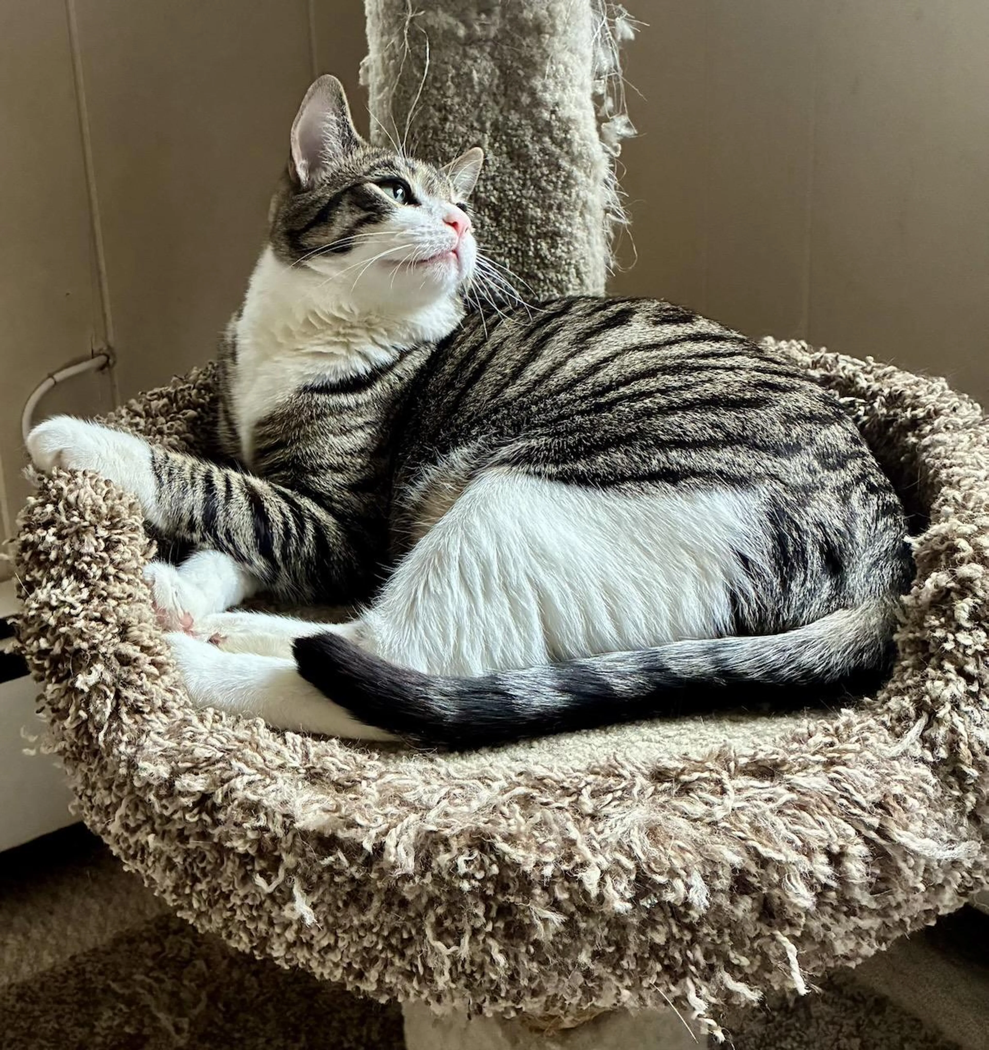 Found pet-2