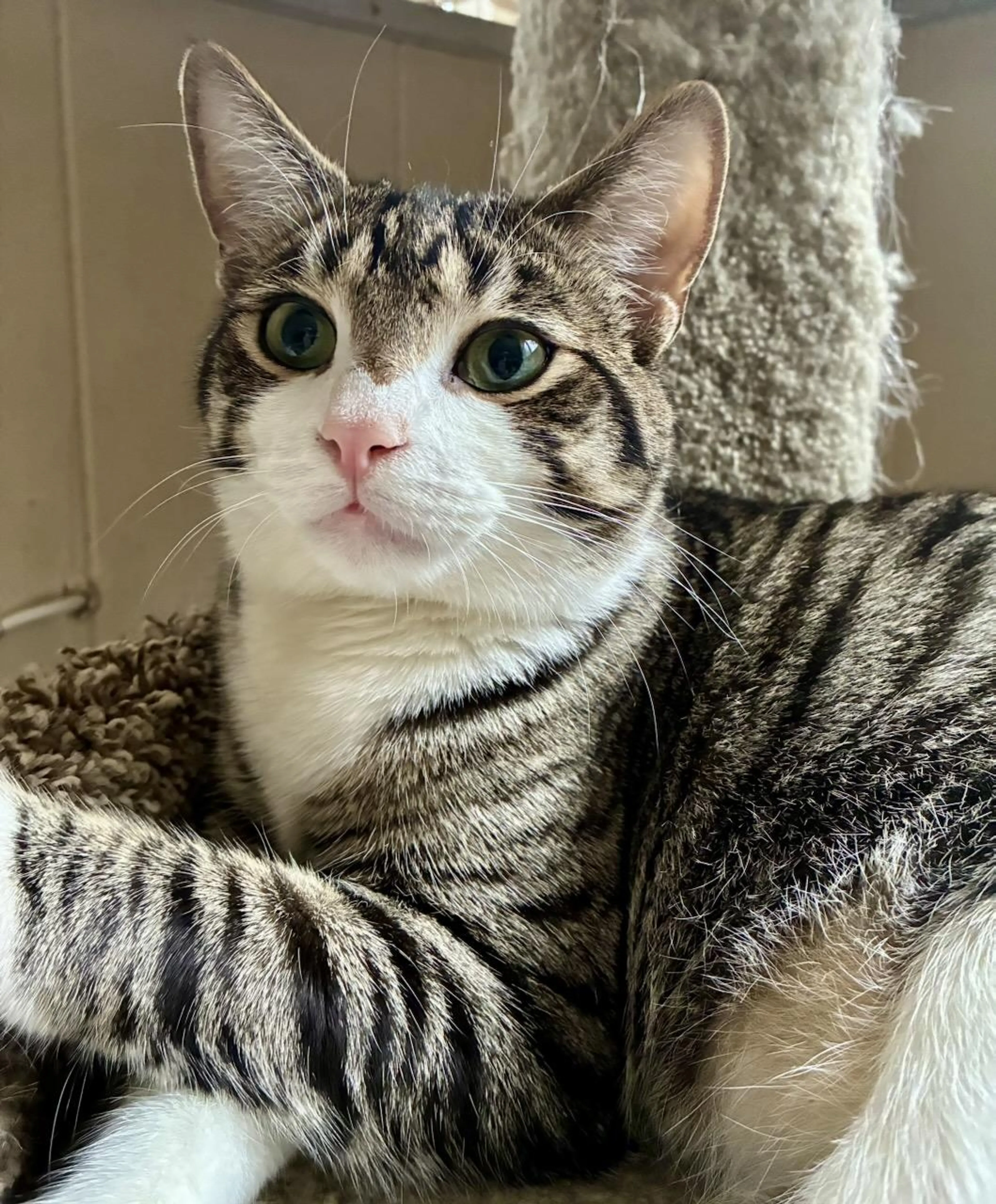 Found pet-1