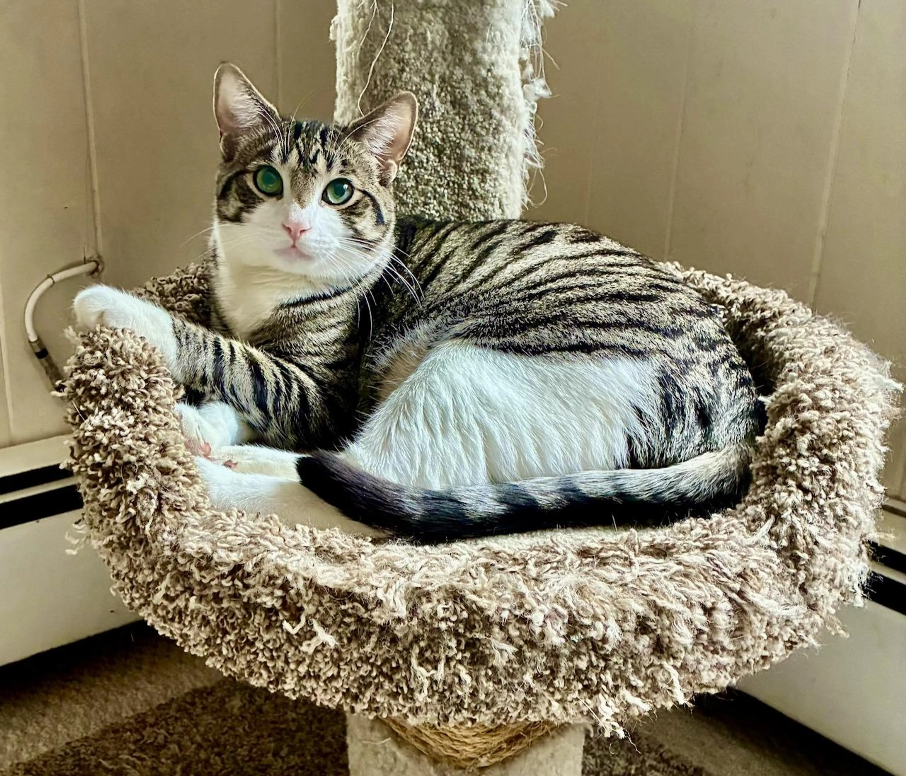 Found pet-3