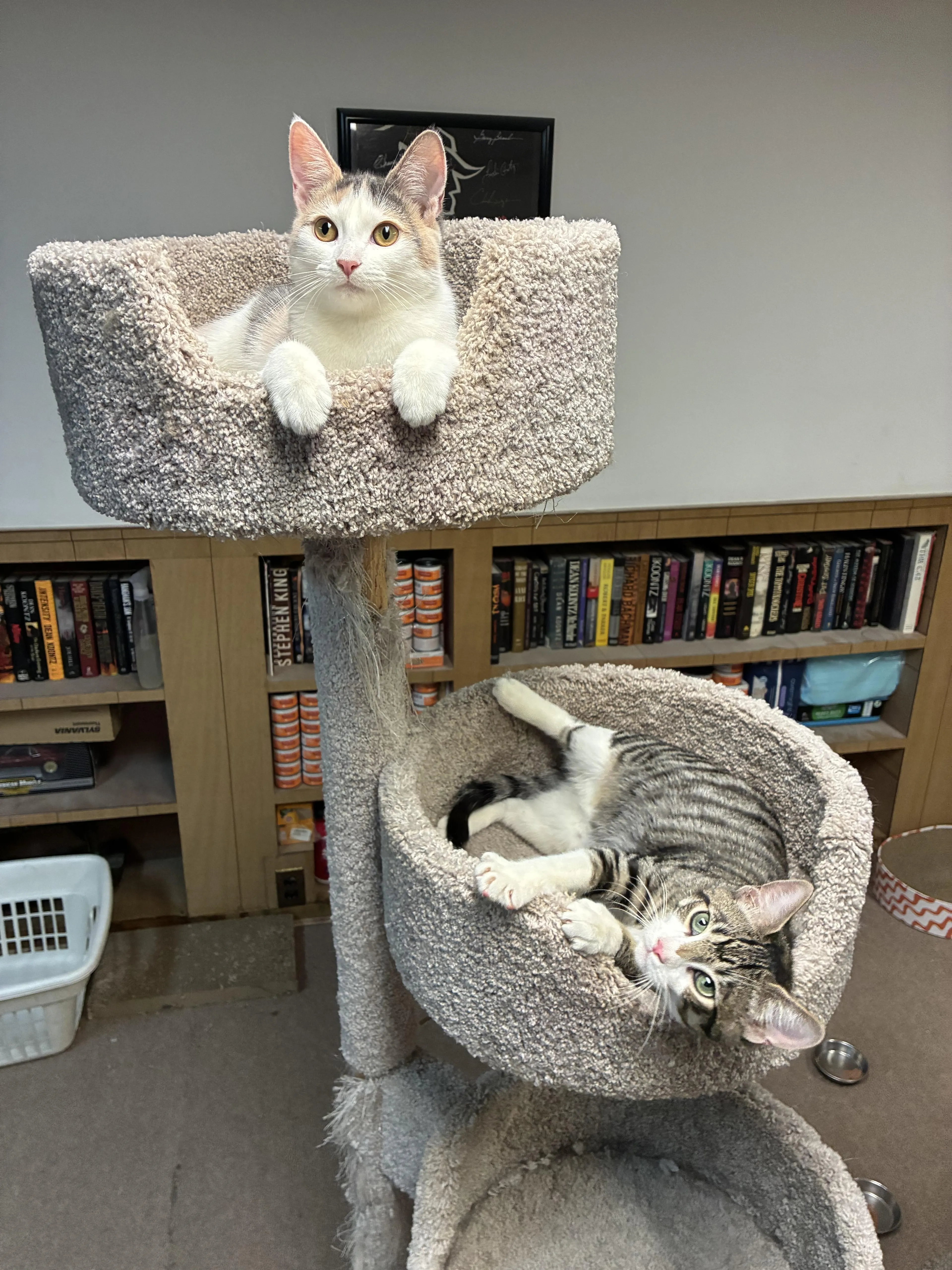 Found pet-4