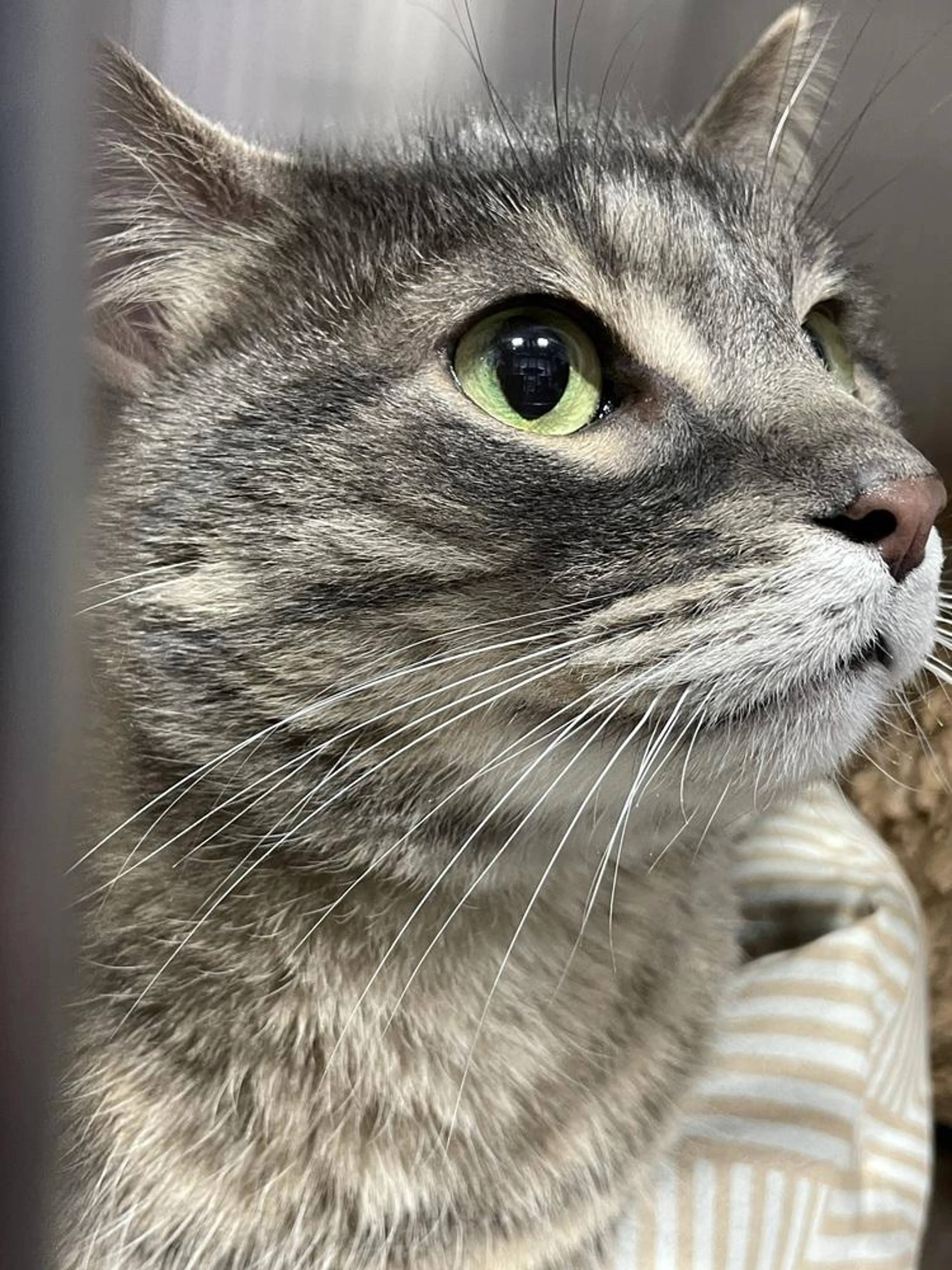 Found pet
