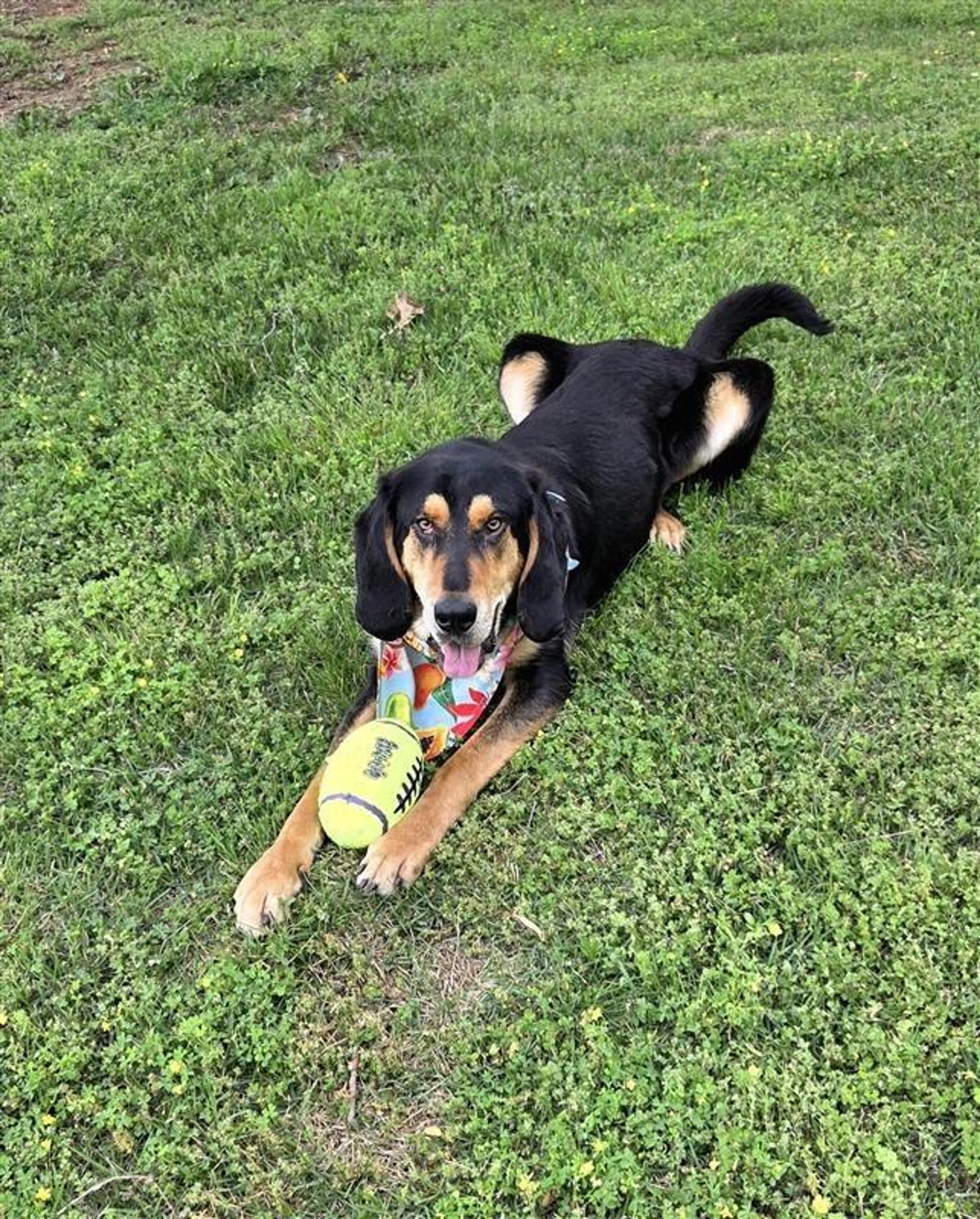 Found pet-1
