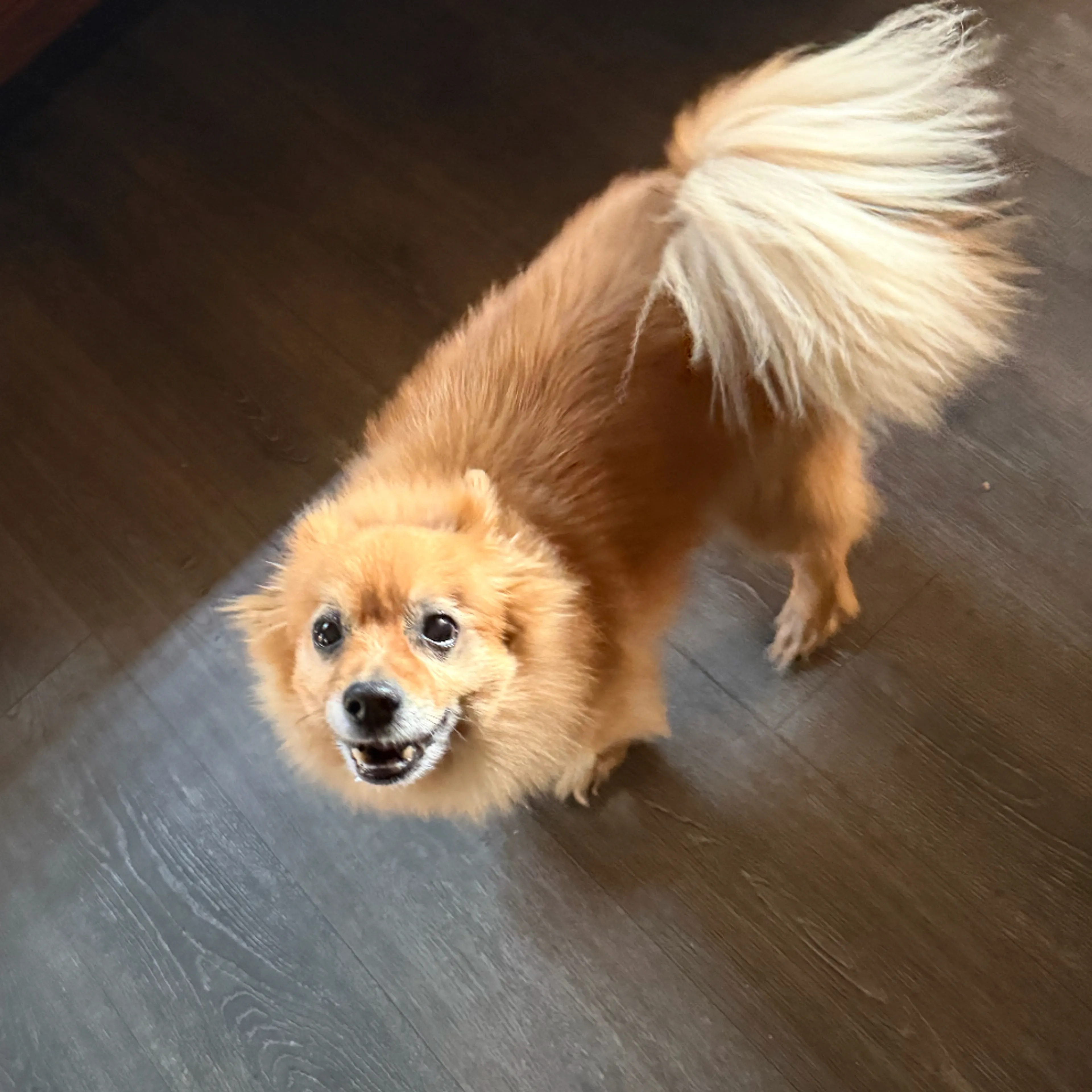Lost pet-1