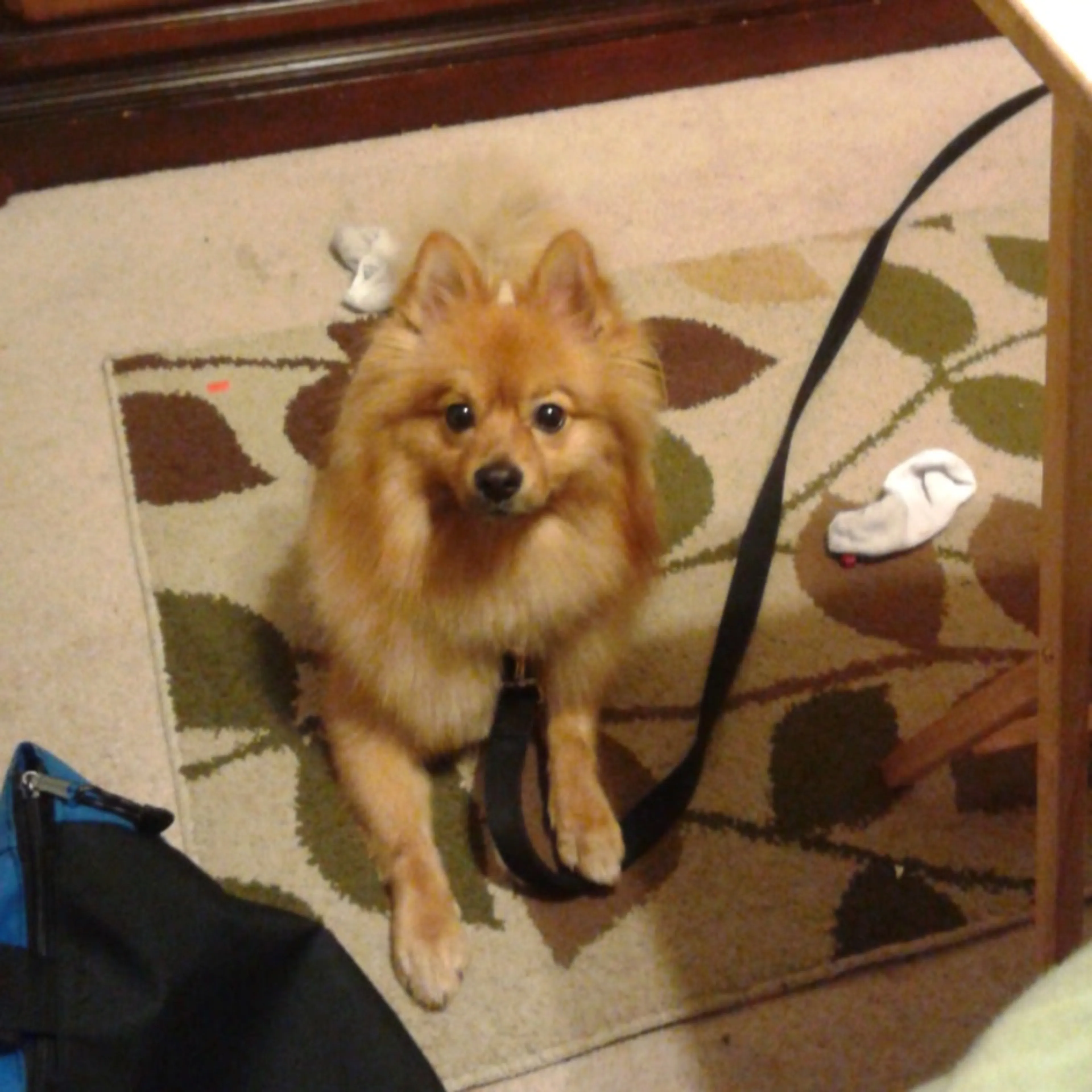 Lost pet-0