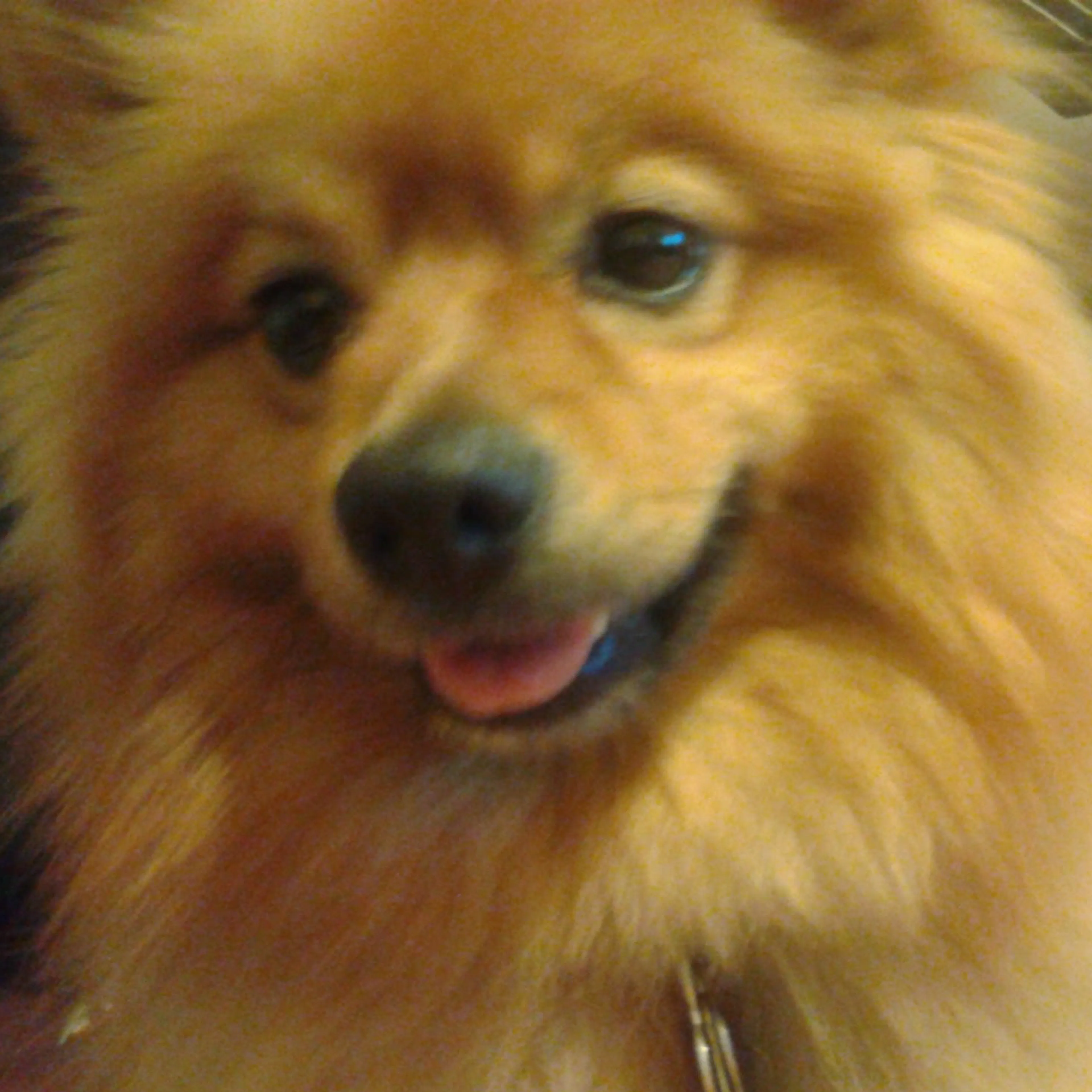 Lost pet-2