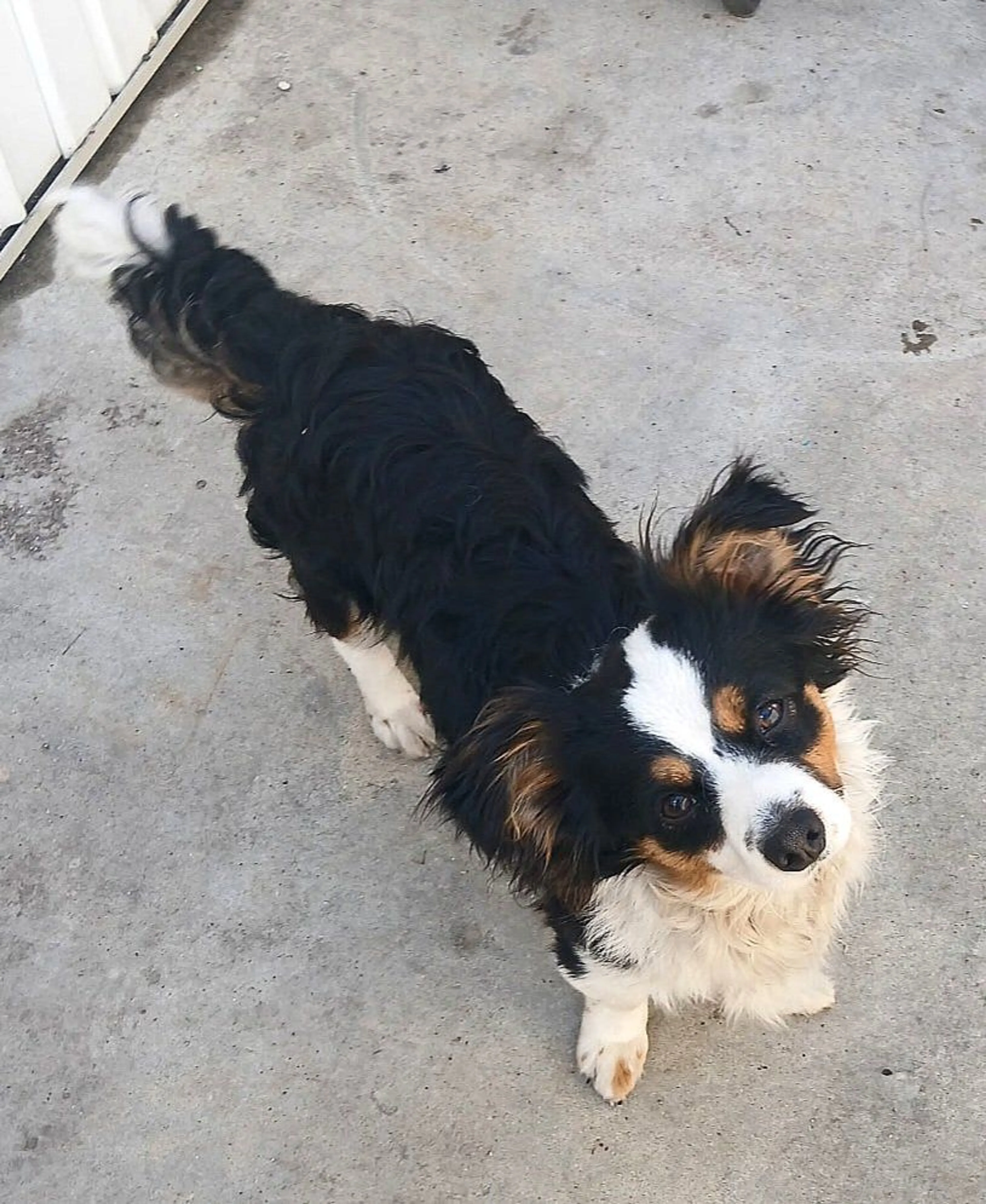 Lost pet-1