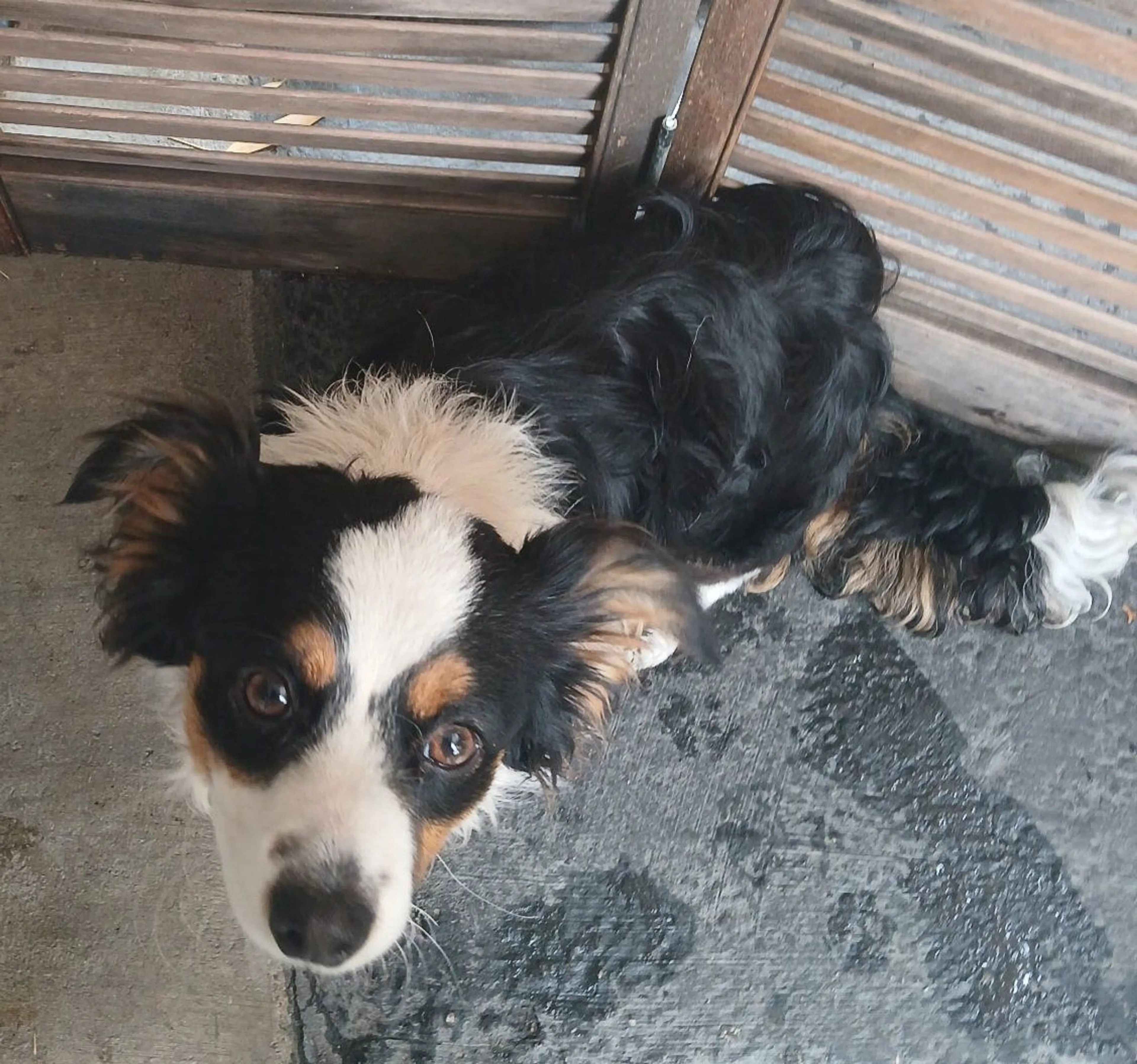 Lost pet-2