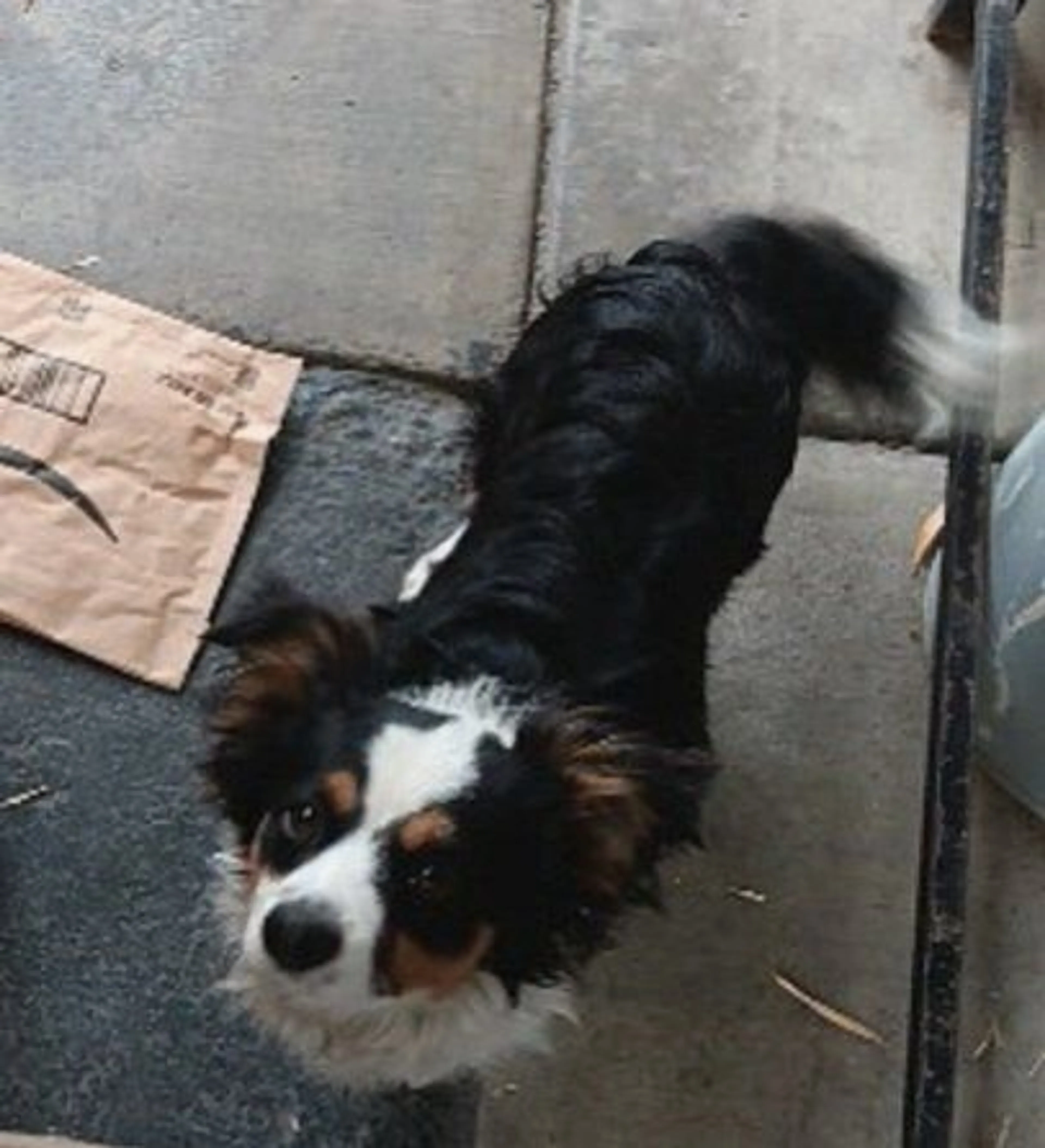 Lost pet-3